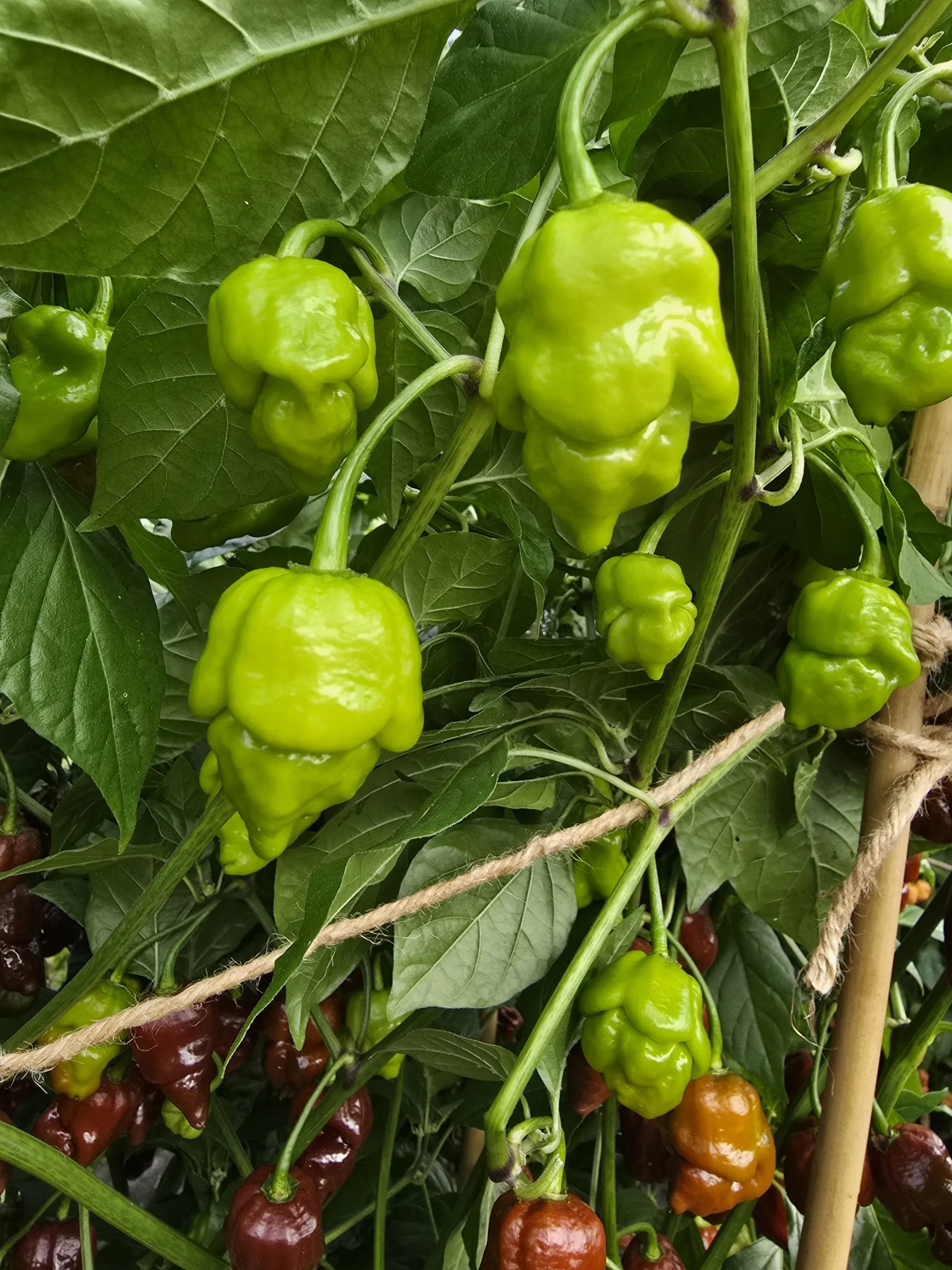 Jabba Da Hutt Chocolate Chilli Seeds - Image 7