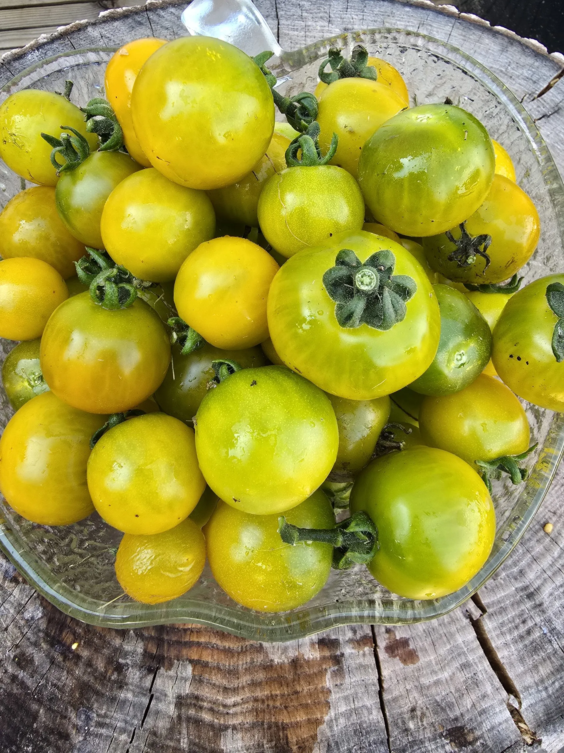 Fat Frog Micro Dwarf Tomato Seeds - Image 4