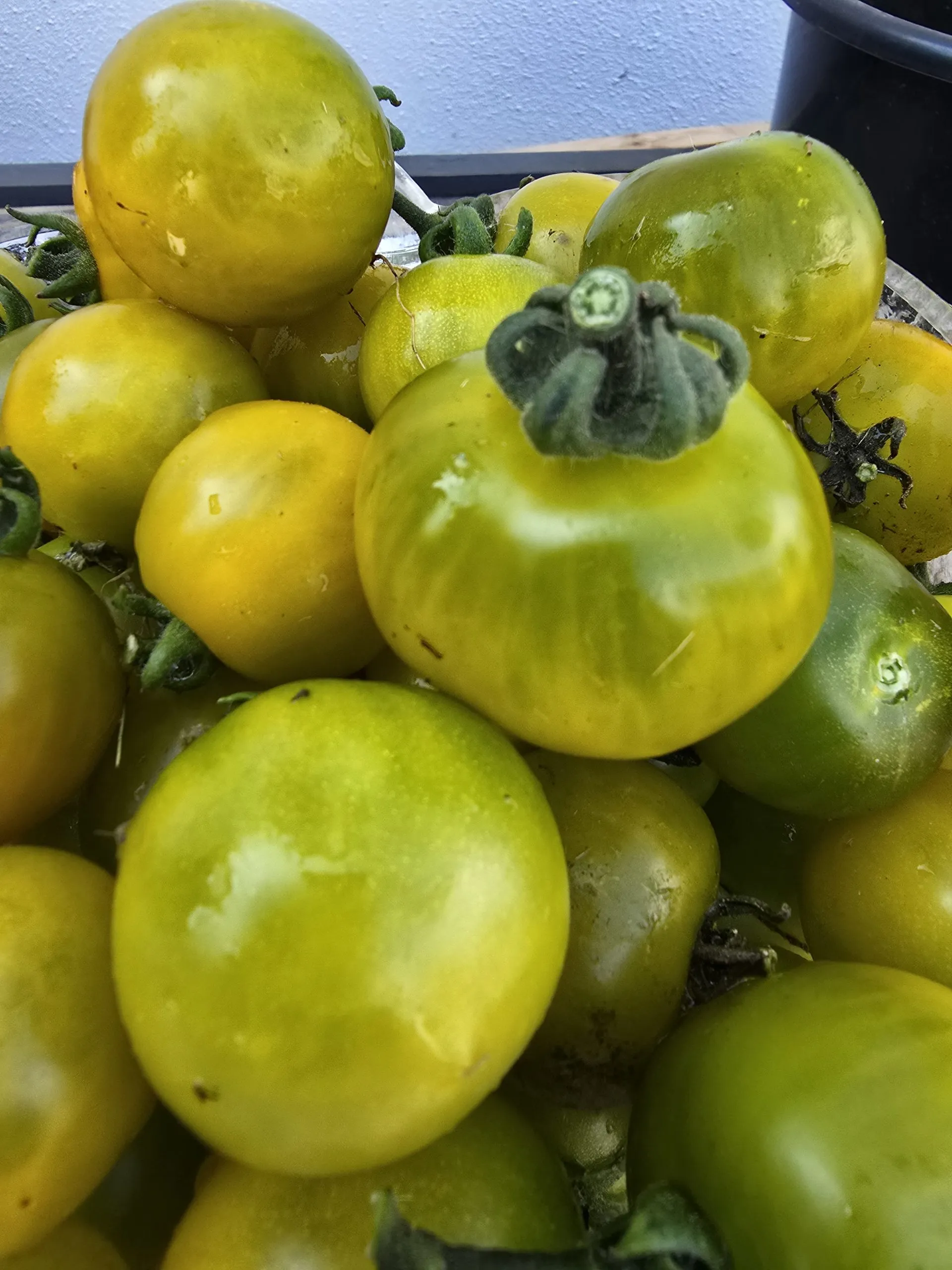 Fat Frog Micro Dwarf Tomato Seeds - Image 5