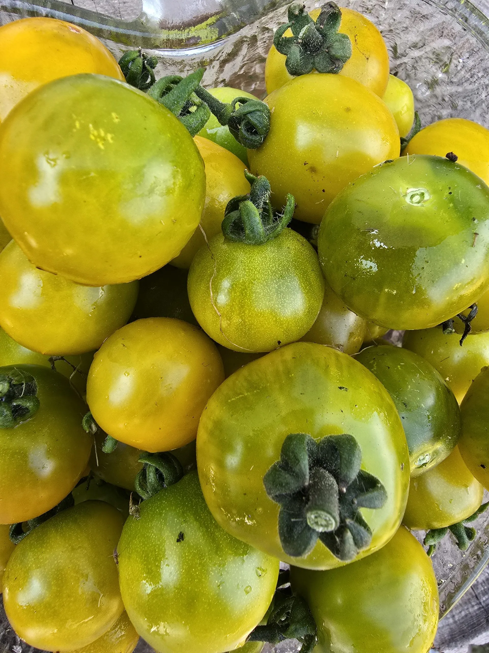 Fat Frog Micro Dwarf Tomato Seeds - Image 2