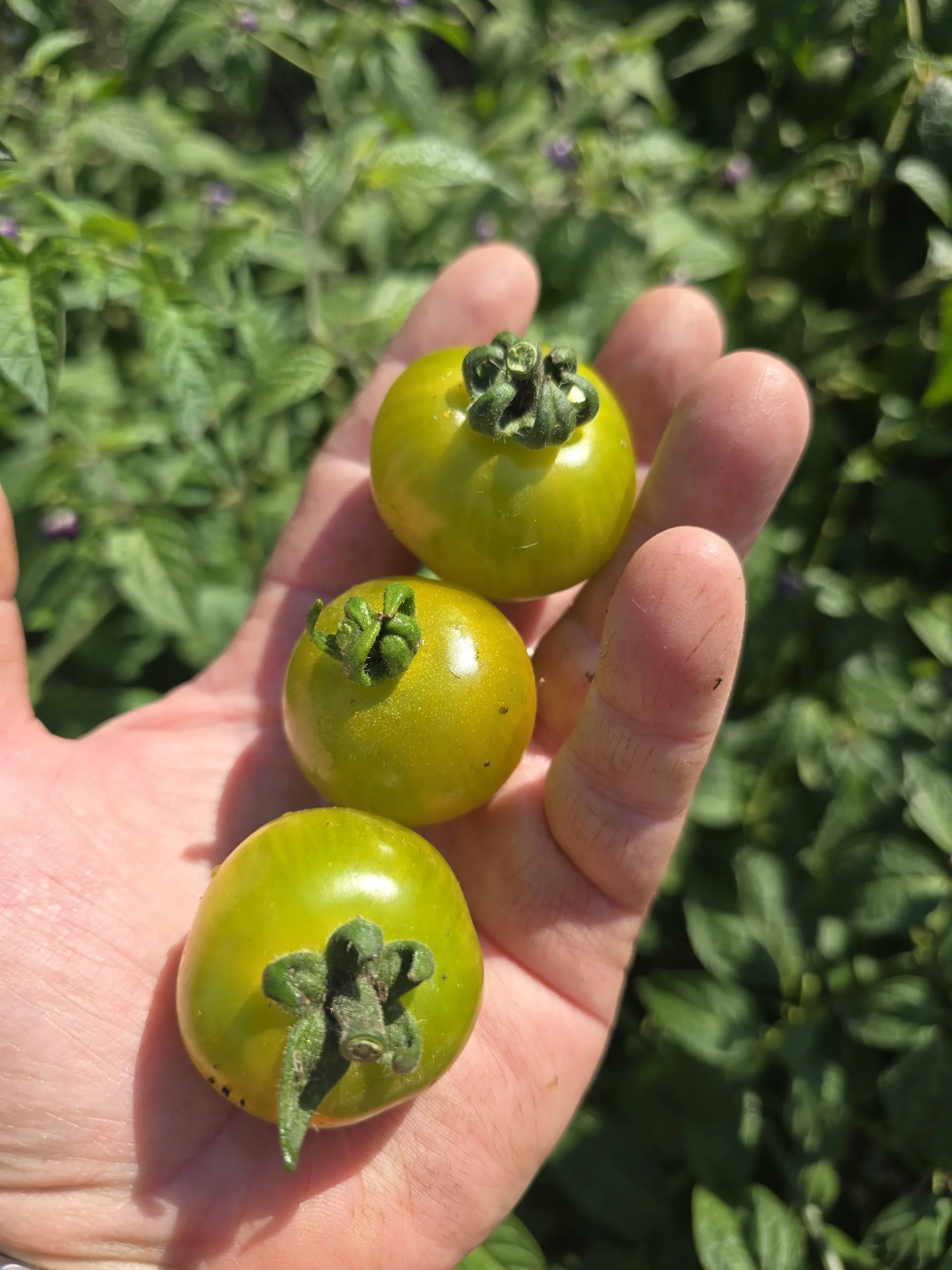 Fat Frog Micro Dwarf Tomato Seeds - Image 3