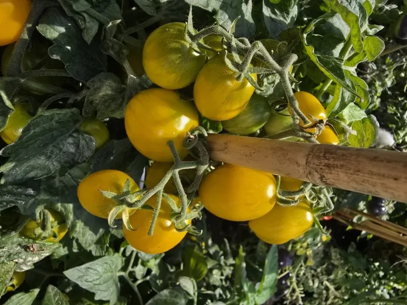 Jewel Beetle Micro Dwarf Tomato Seeds - Image 9