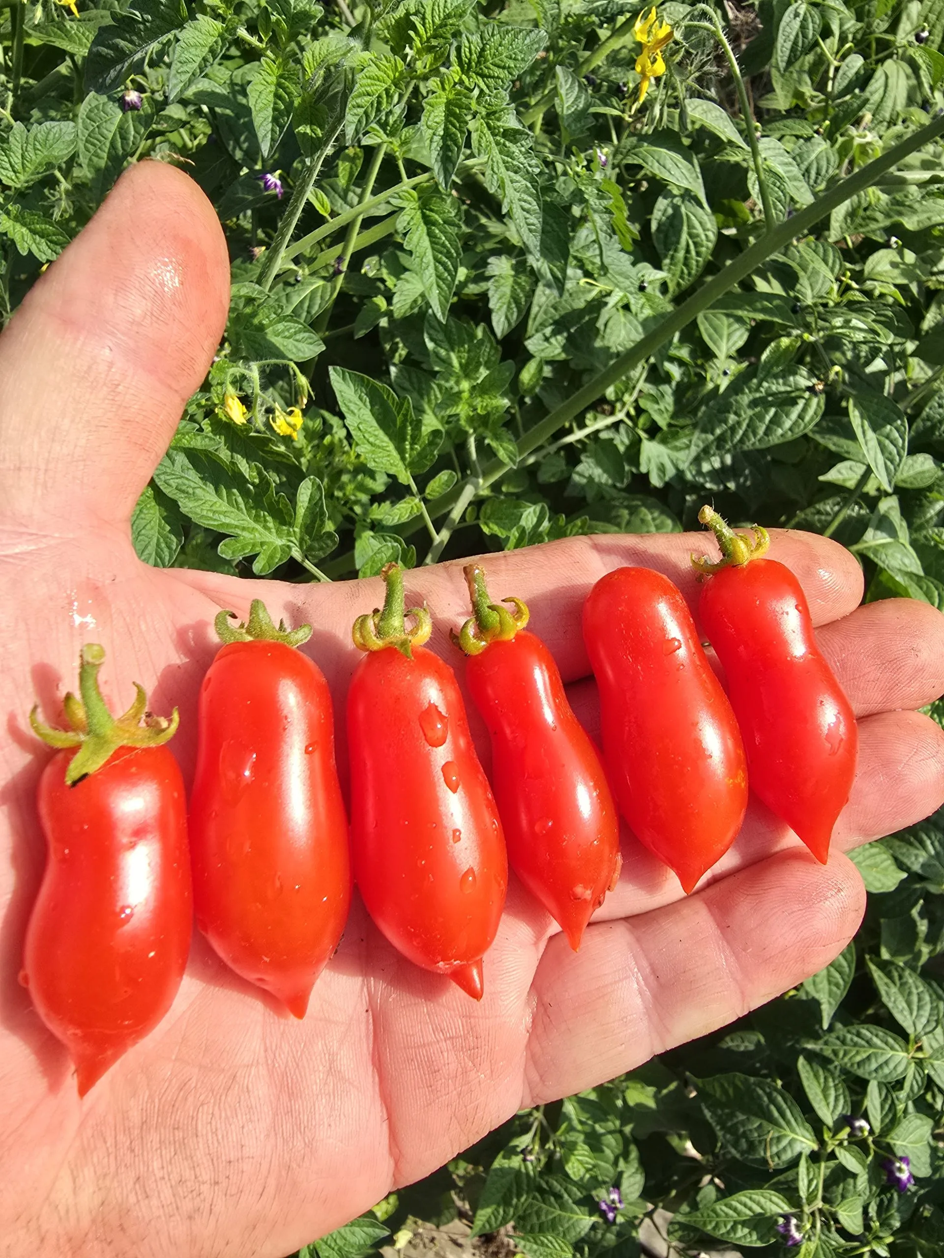 Curly Kale Micro Dwarf Tomato Seeds - Image 2