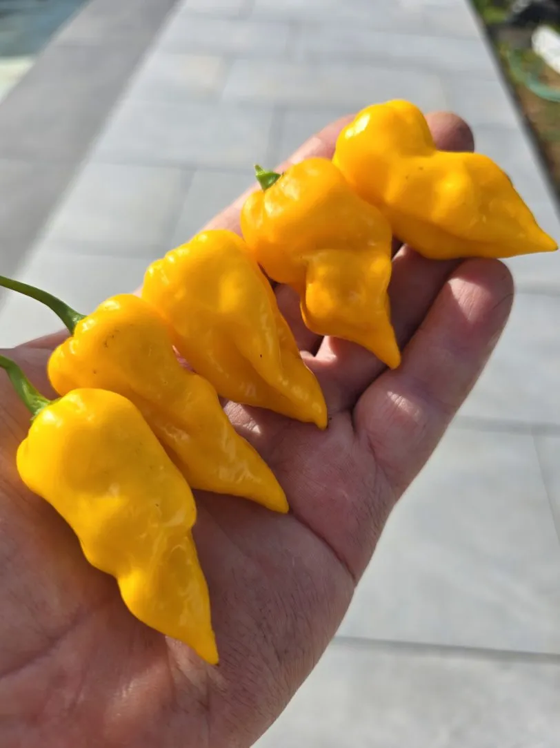Batman Pineapple Habanero Chilli Seeds - Image 8