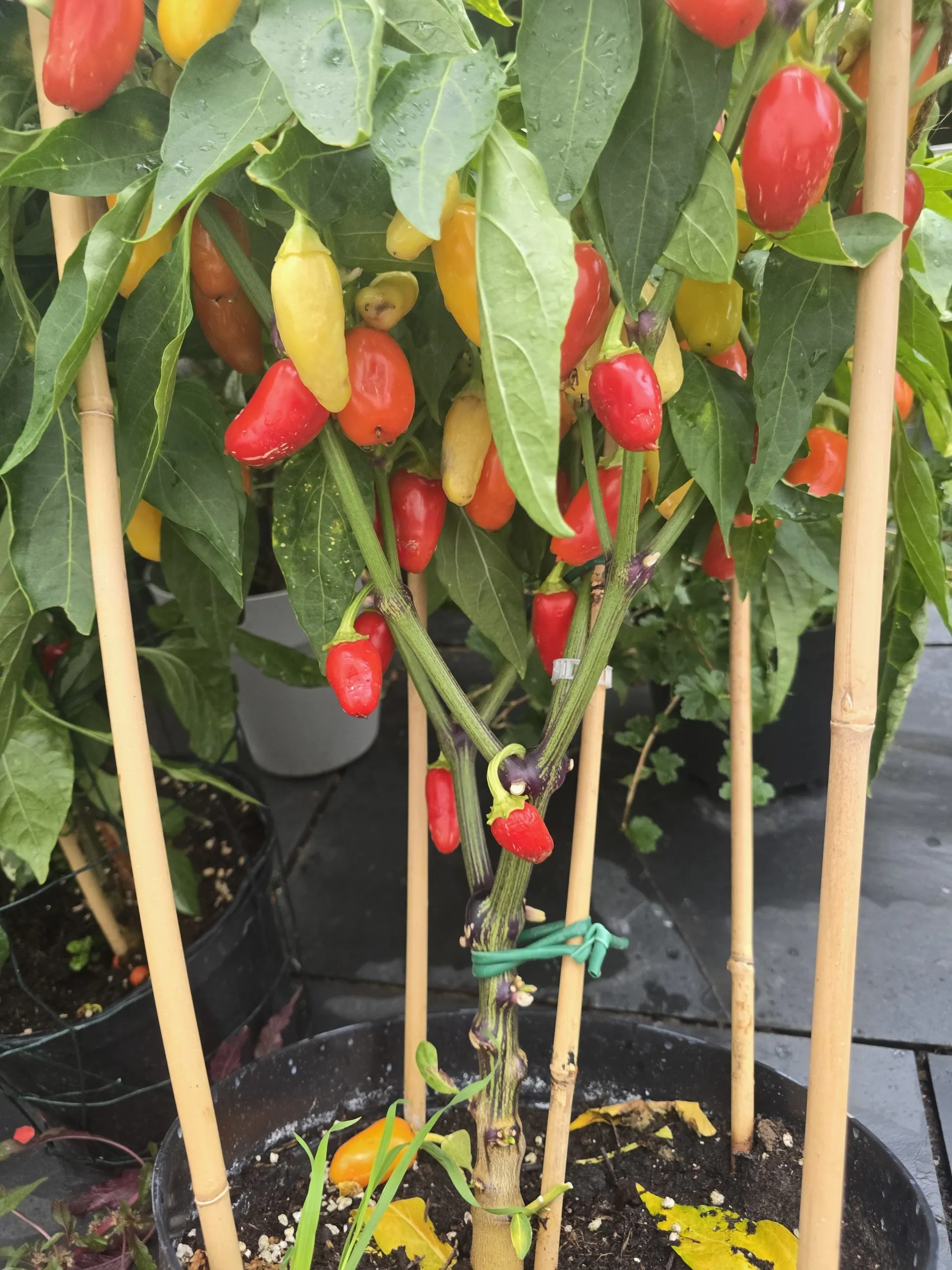 Jalapeño NuMex Piñata Chilli Seeds - Image 3