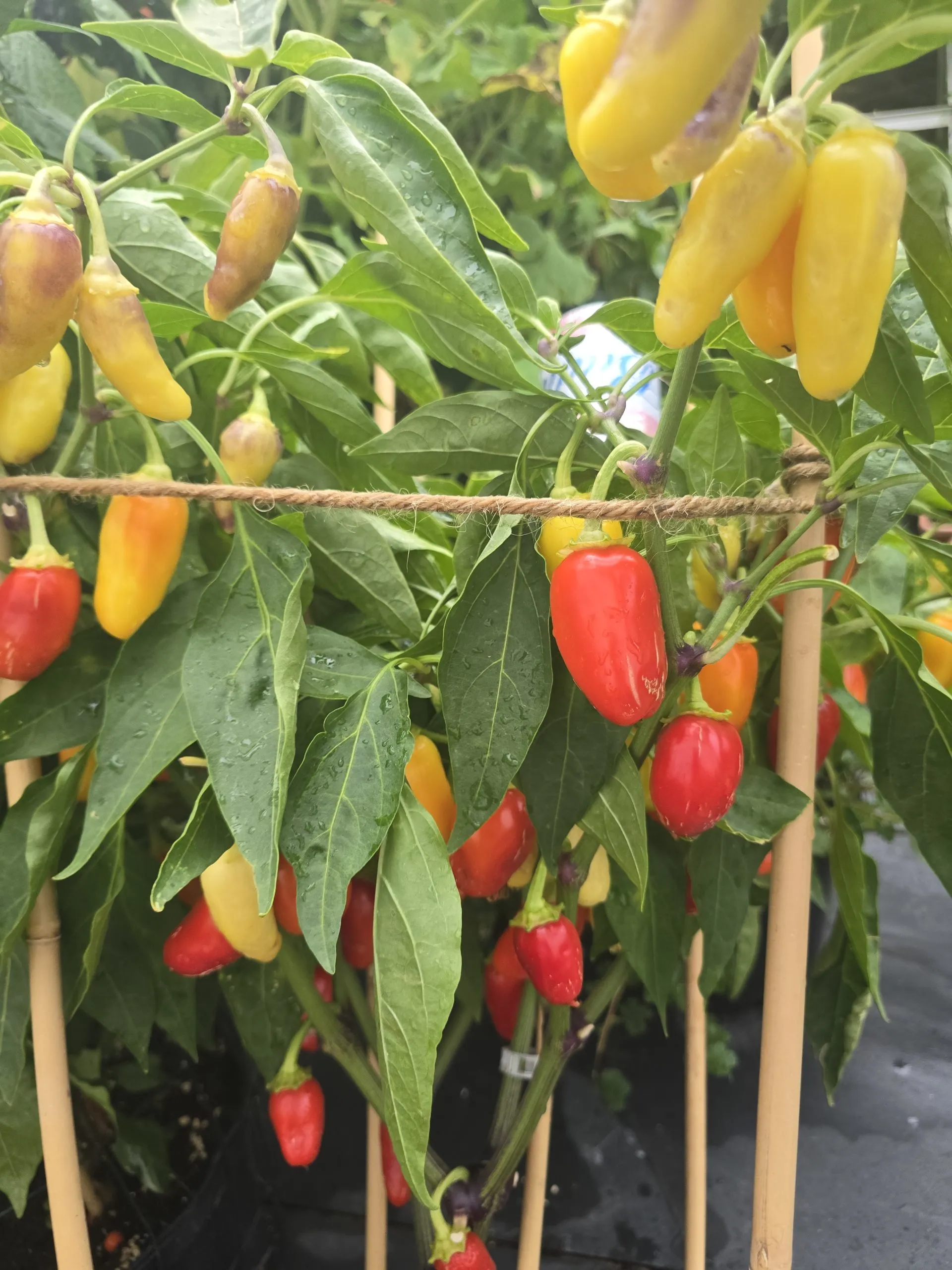 Jalapeño NuMex Piñata Chilli Seeds - Image 2