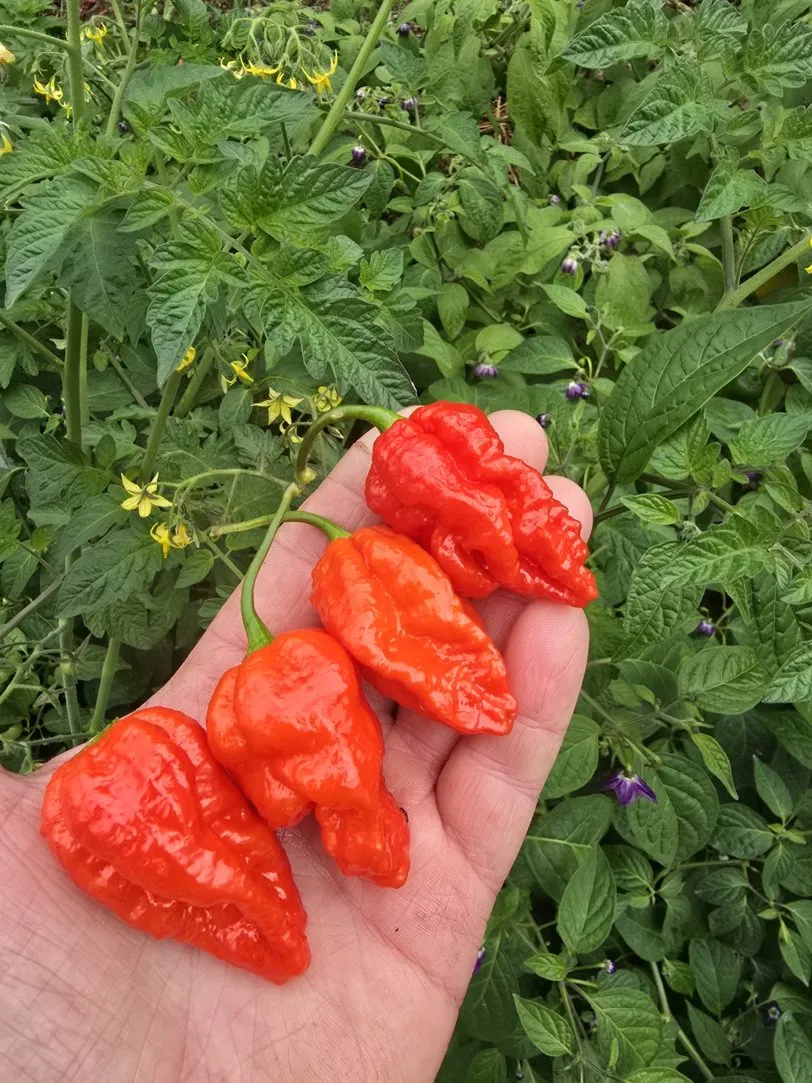 Pink Tiger X Moruga Red Chilli Seeds - Image 3