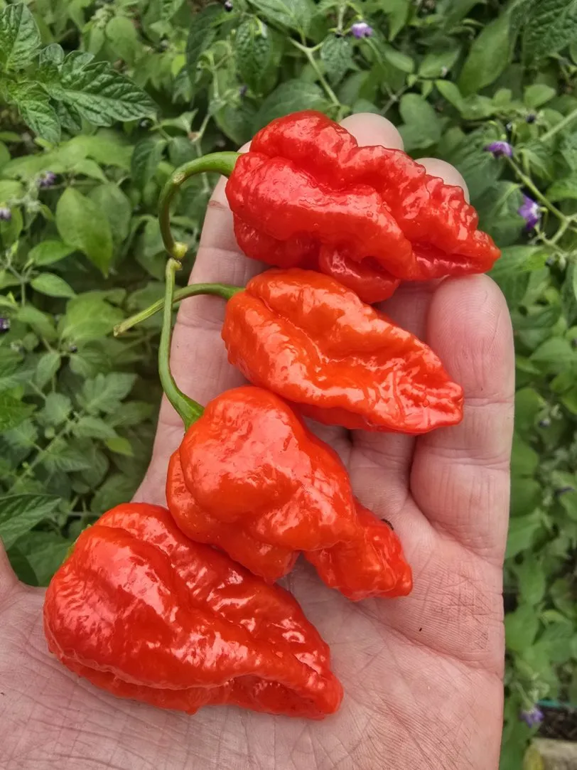 Pink Tiger X Moruga Red Chilli Seeds - Image 11