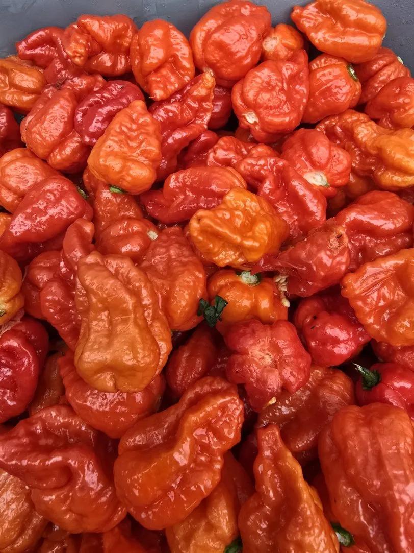 Pink Tiger X Moruga Red Chilli Seeds - Image 2