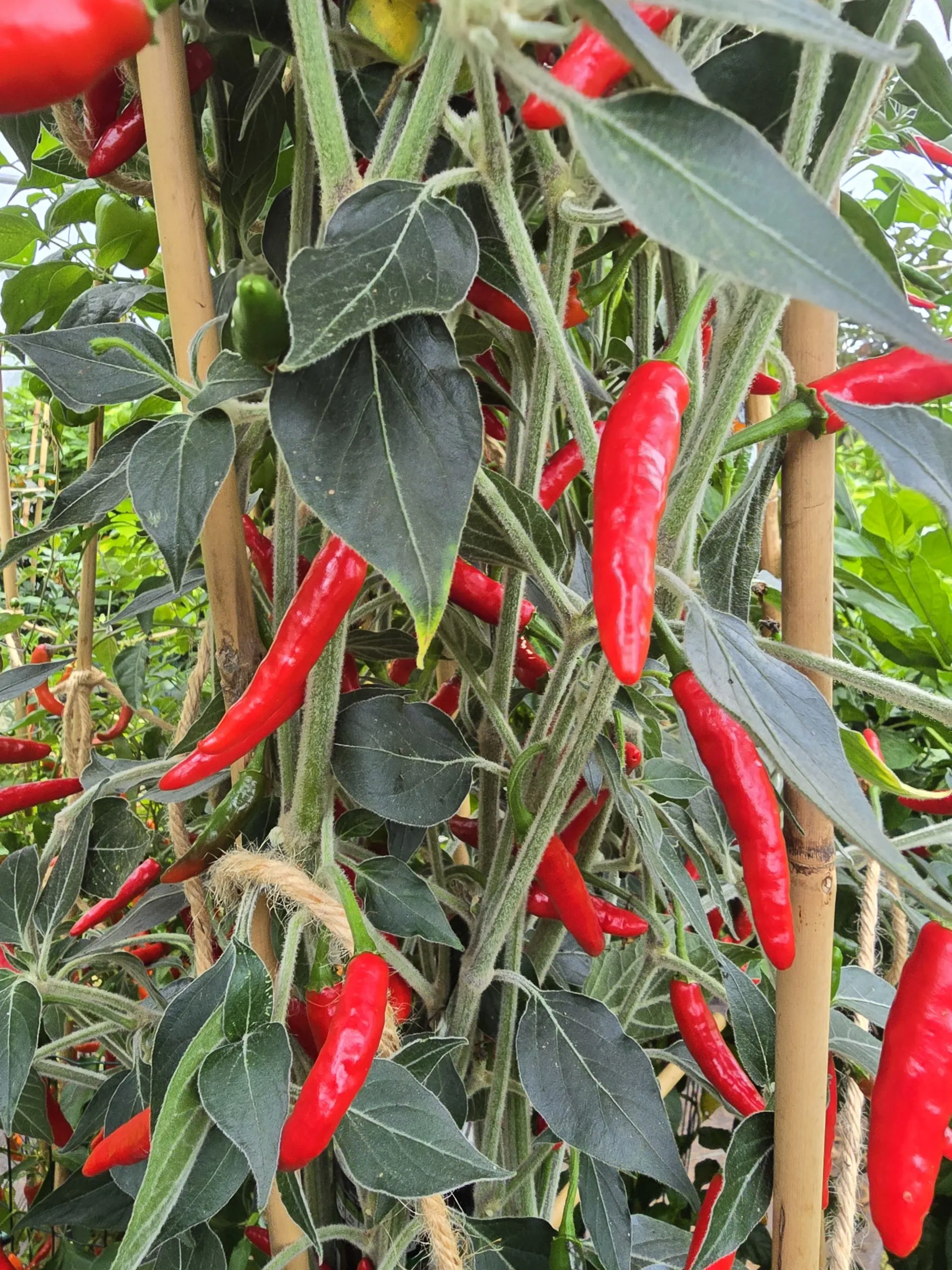 Goats Weed/Black Cobra Chilli Seeds - Image 7