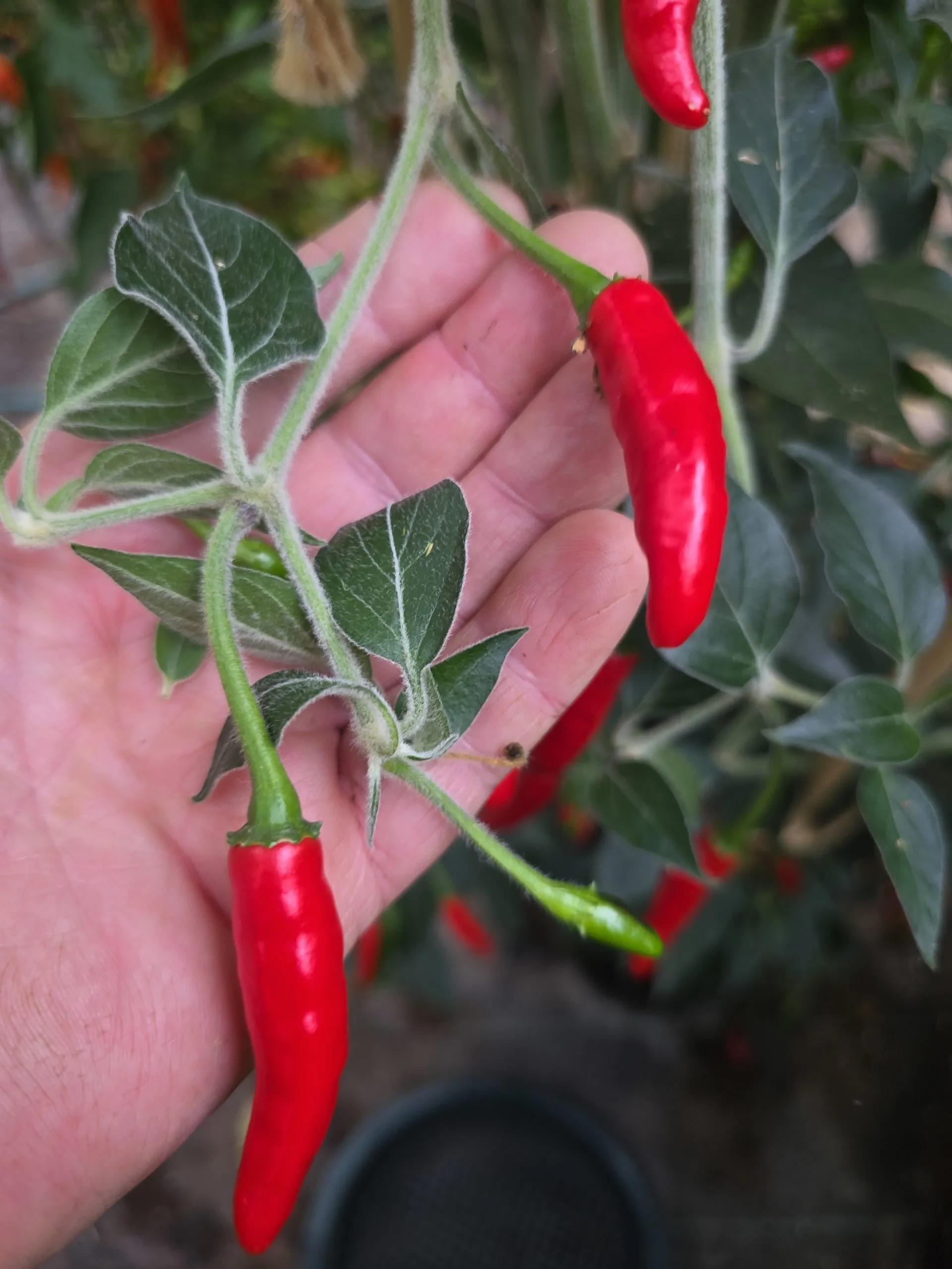 Goats Weed/Black Cobra Chilli Seeds - Image 5