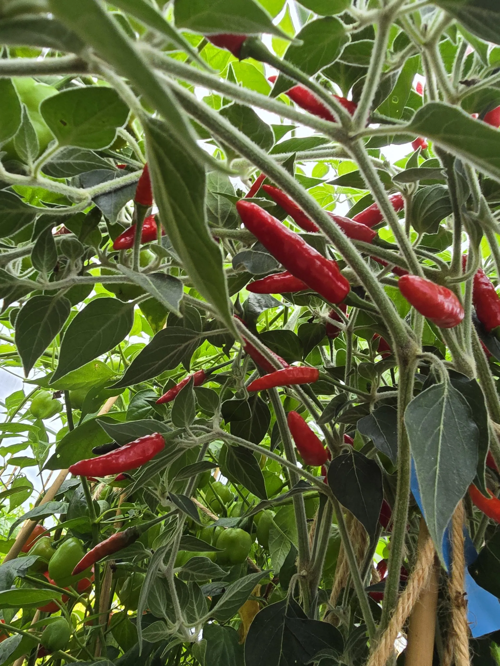 Goats Weed/Black Cobra Chilli Seeds - Image 4