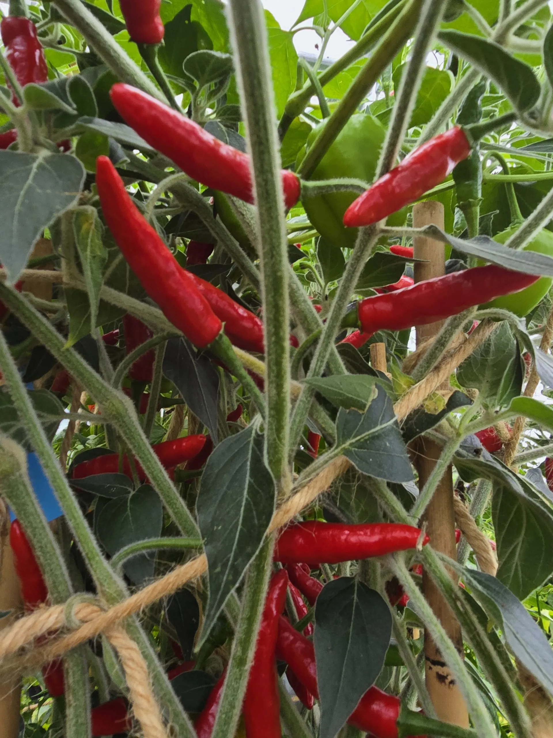 Goats Weed/Black Cobra Chilli Seeds - Image 3