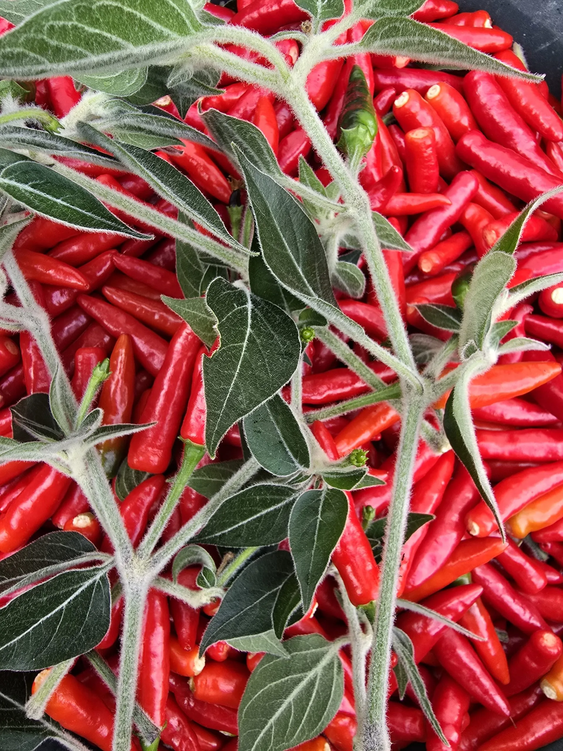 Goats Weed/Black Cobra Chilli Seeds - Image 11