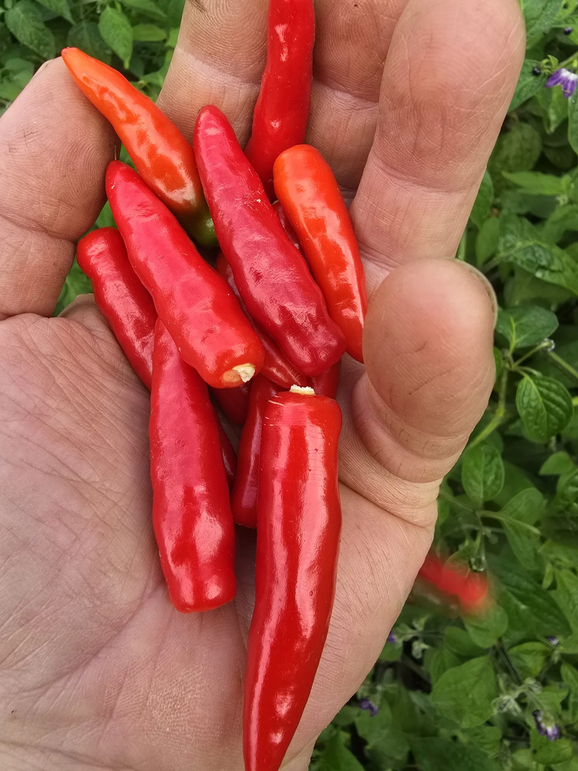 Goats Weed/Black Cobra Chilli Seeds - Image 6