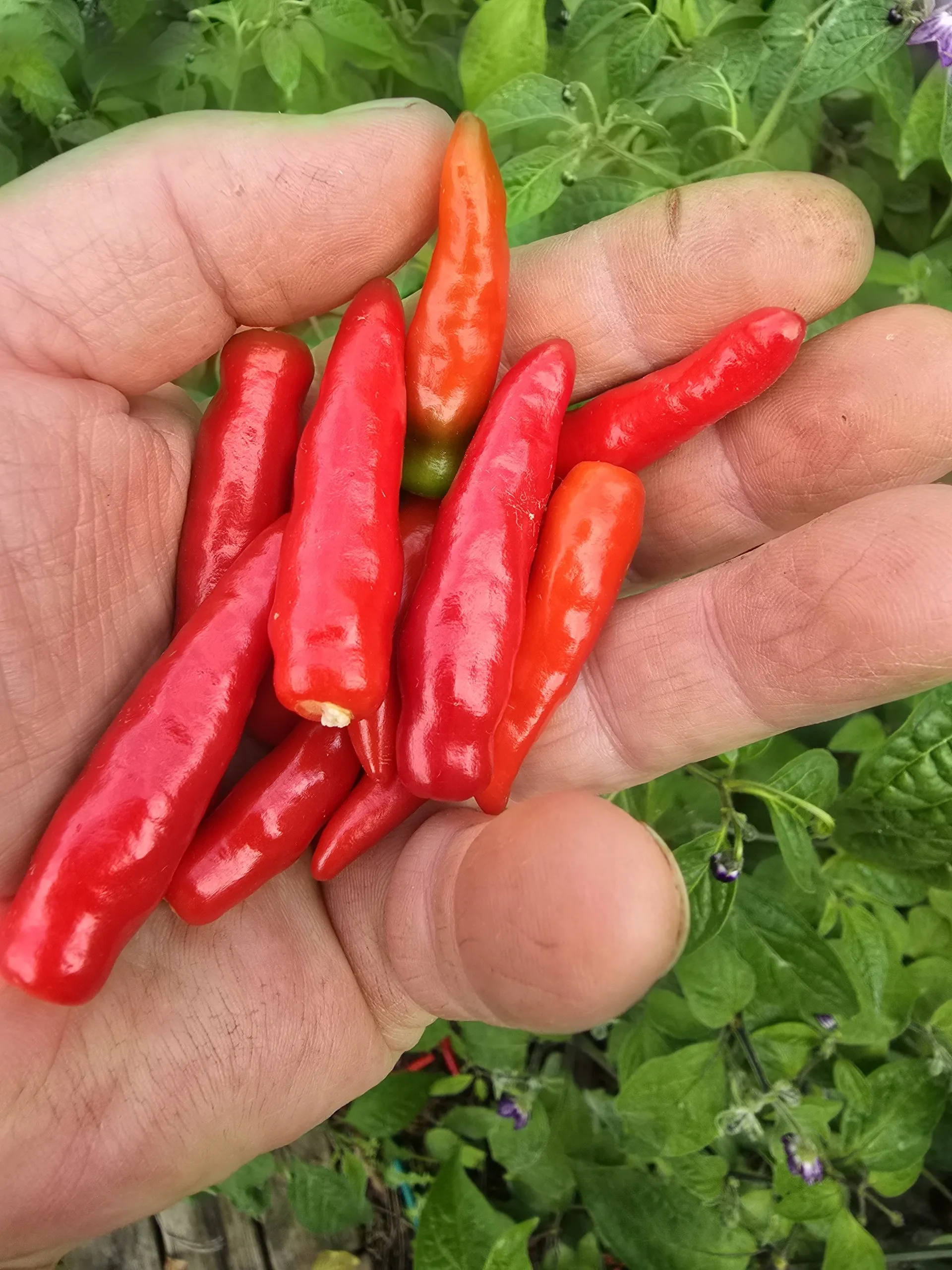 Goats Weed/Black Cobra Chilli Seeds - Image 2