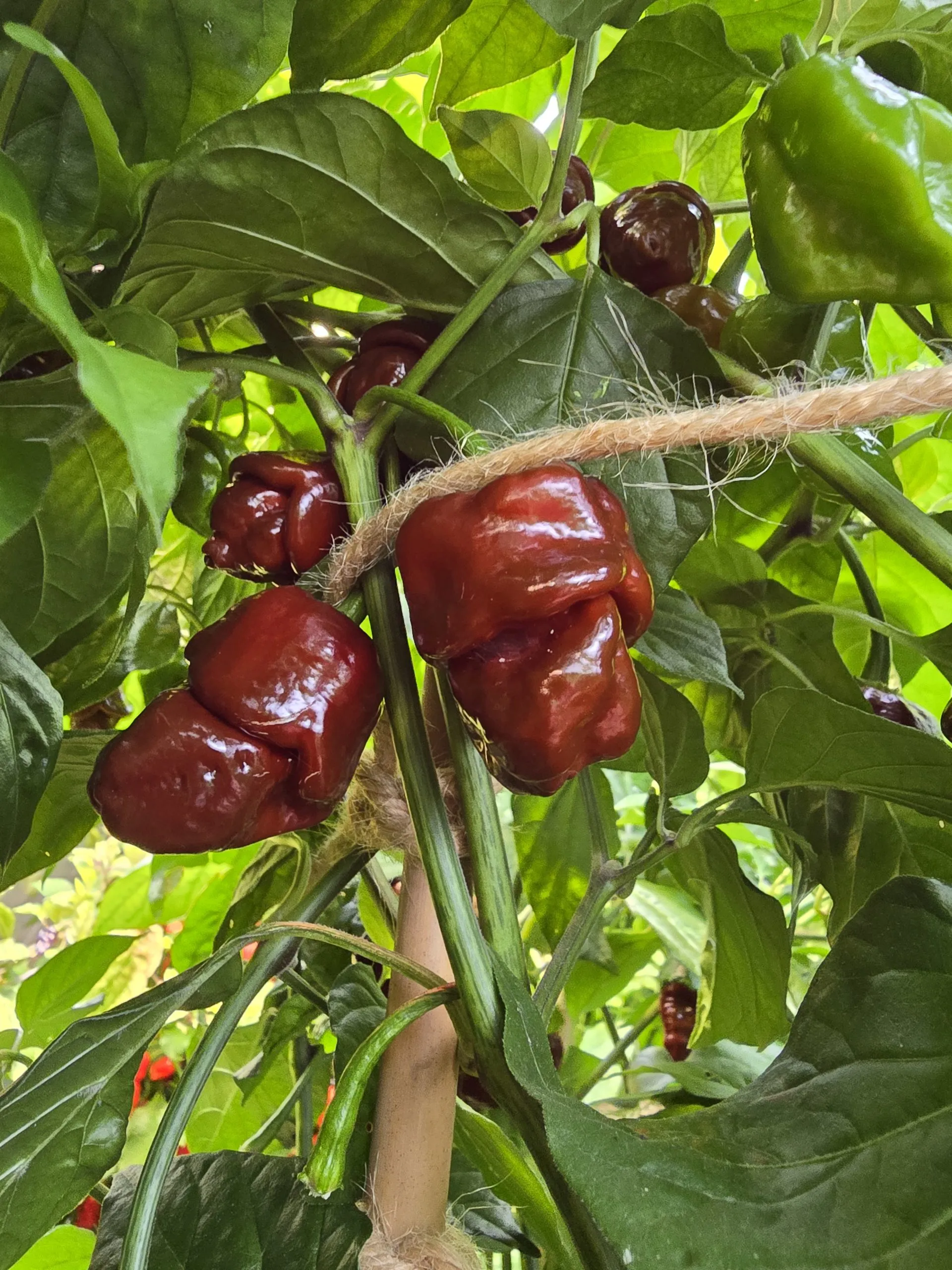 Jabba Da Hutt Chocolate Chilli Seeds - Image 9