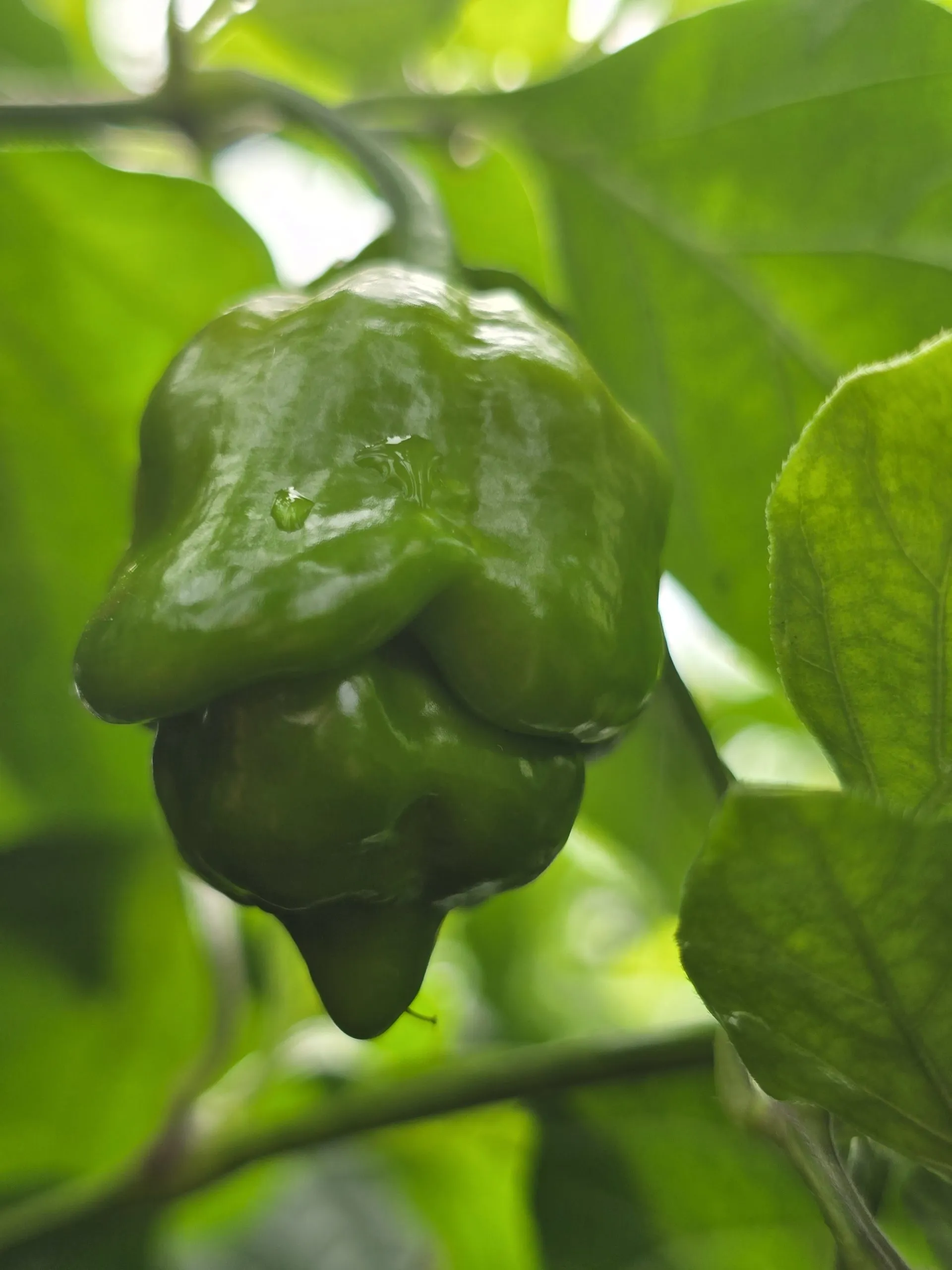 Jabba Da Hutt Chocolate Chilli Seeds - Image 10