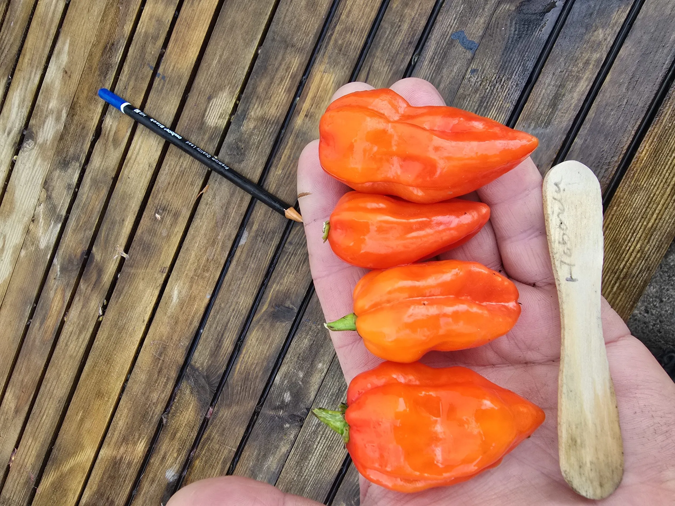 Habanada Chilli Seeds - Image 4