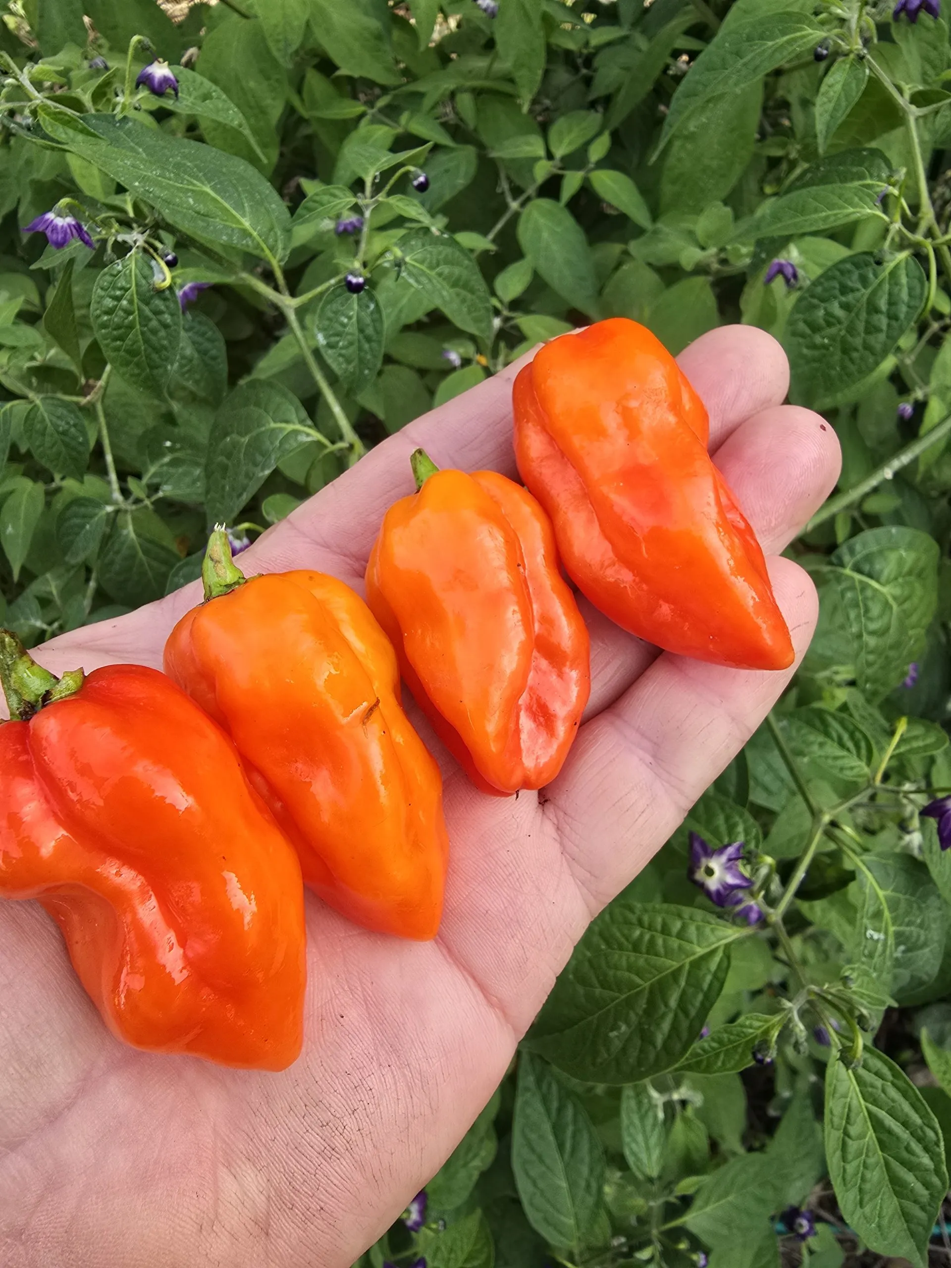 Habanada Chilli Seeds - Image 3