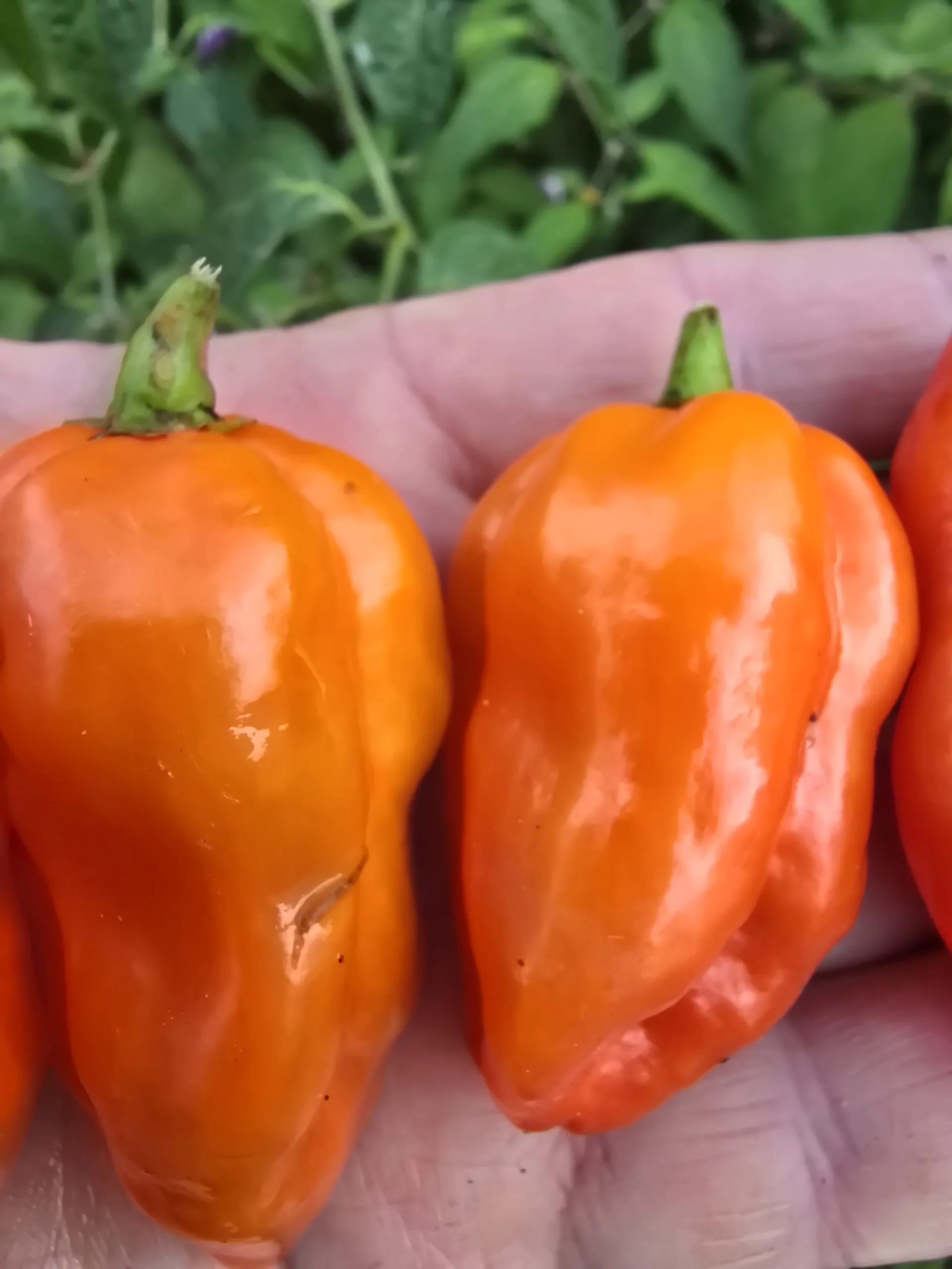 Habanada Chilli Seeds - Image 2