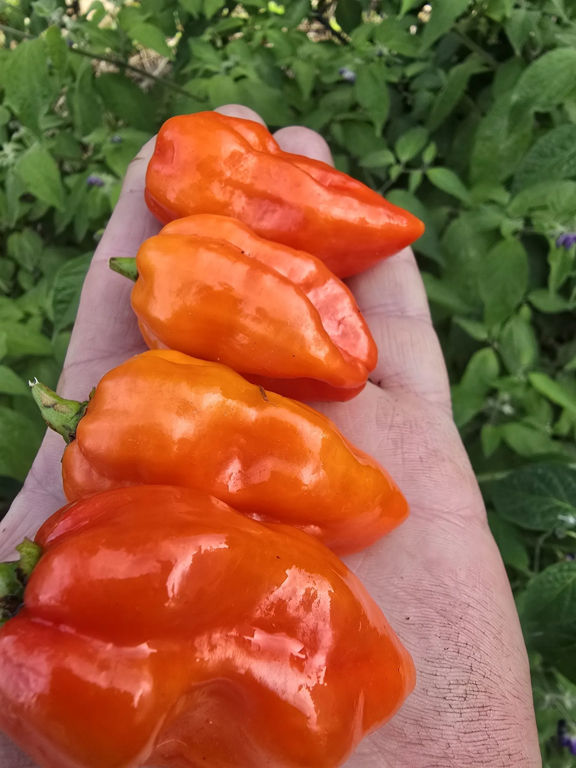 Habanada Chilli Seeds - Image 5