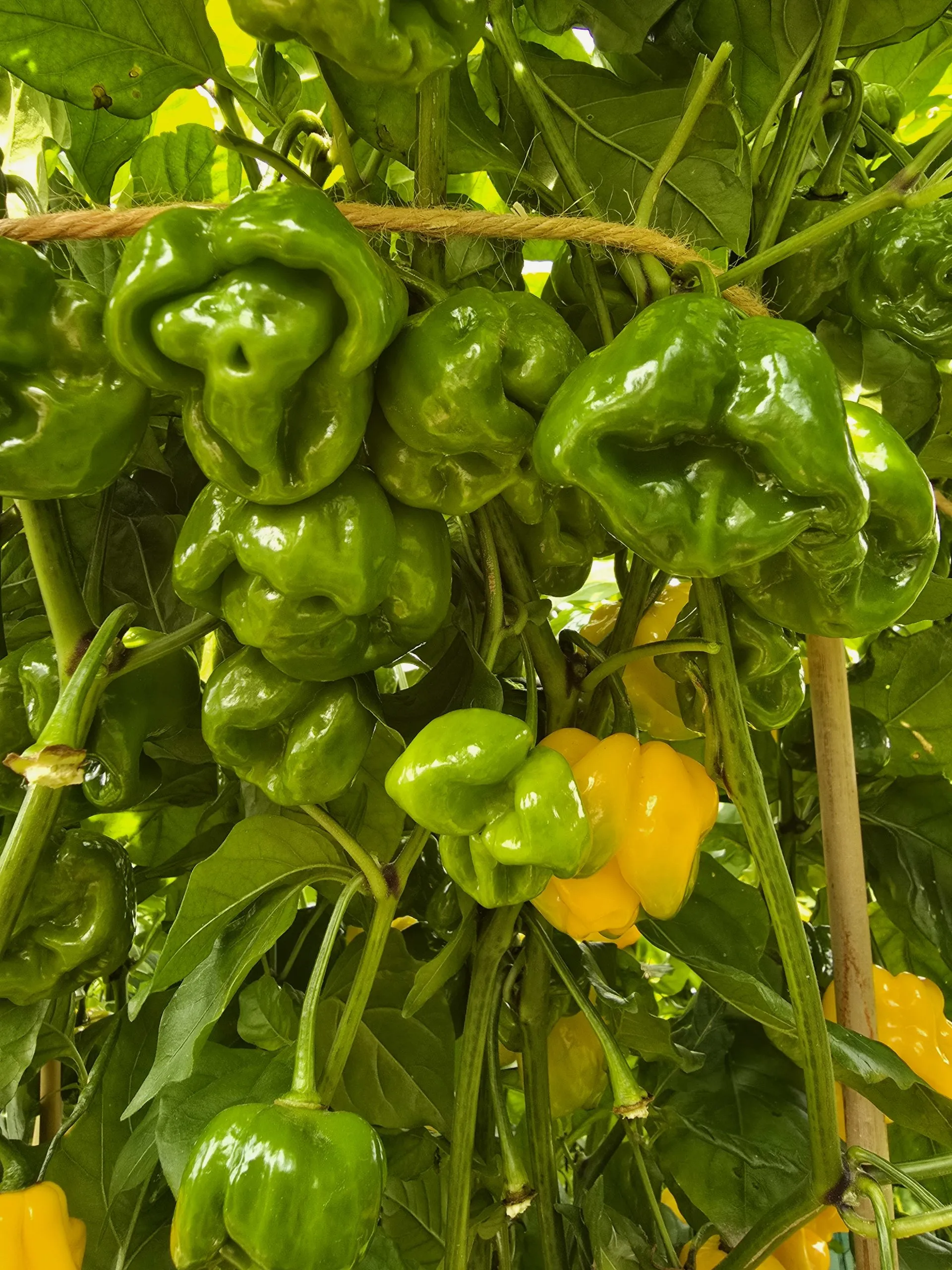 Giant Yellow Scorpion Chilli Seeds - Image 3
