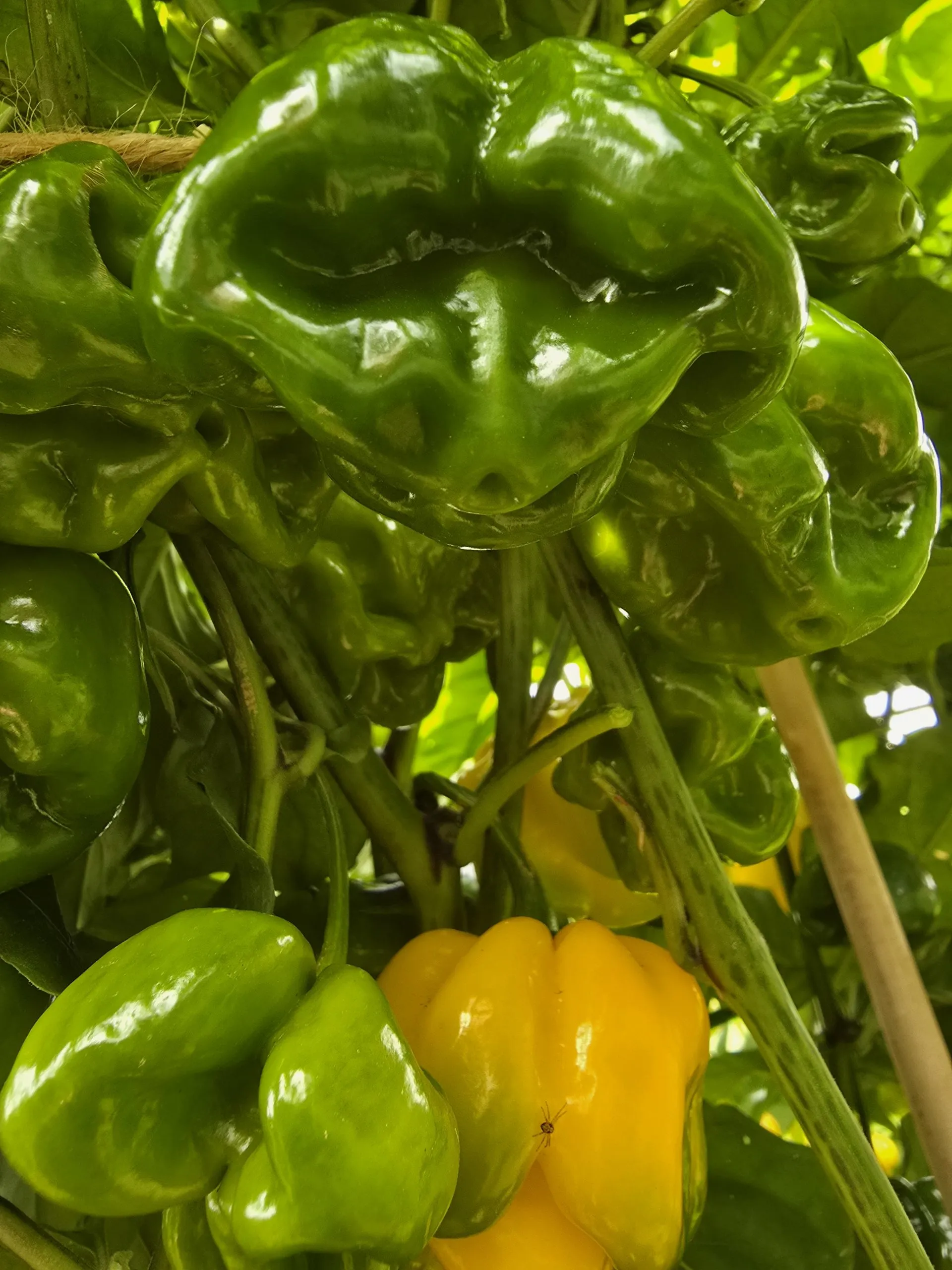 Giant Yellow Scorpion Chilli Seeds - Image 2