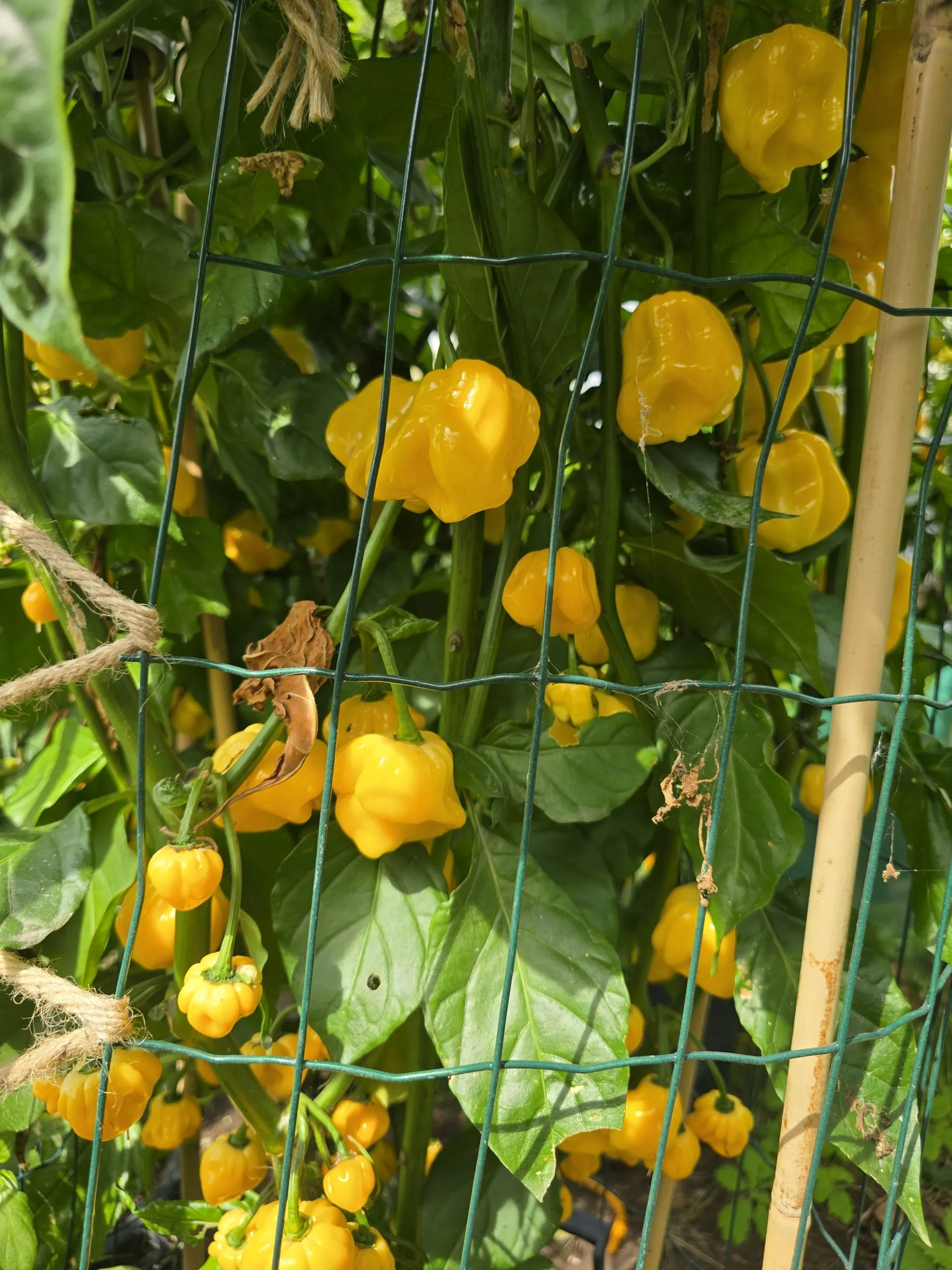 Giant Yellow Scorpion Chilli Seeds - Image 4