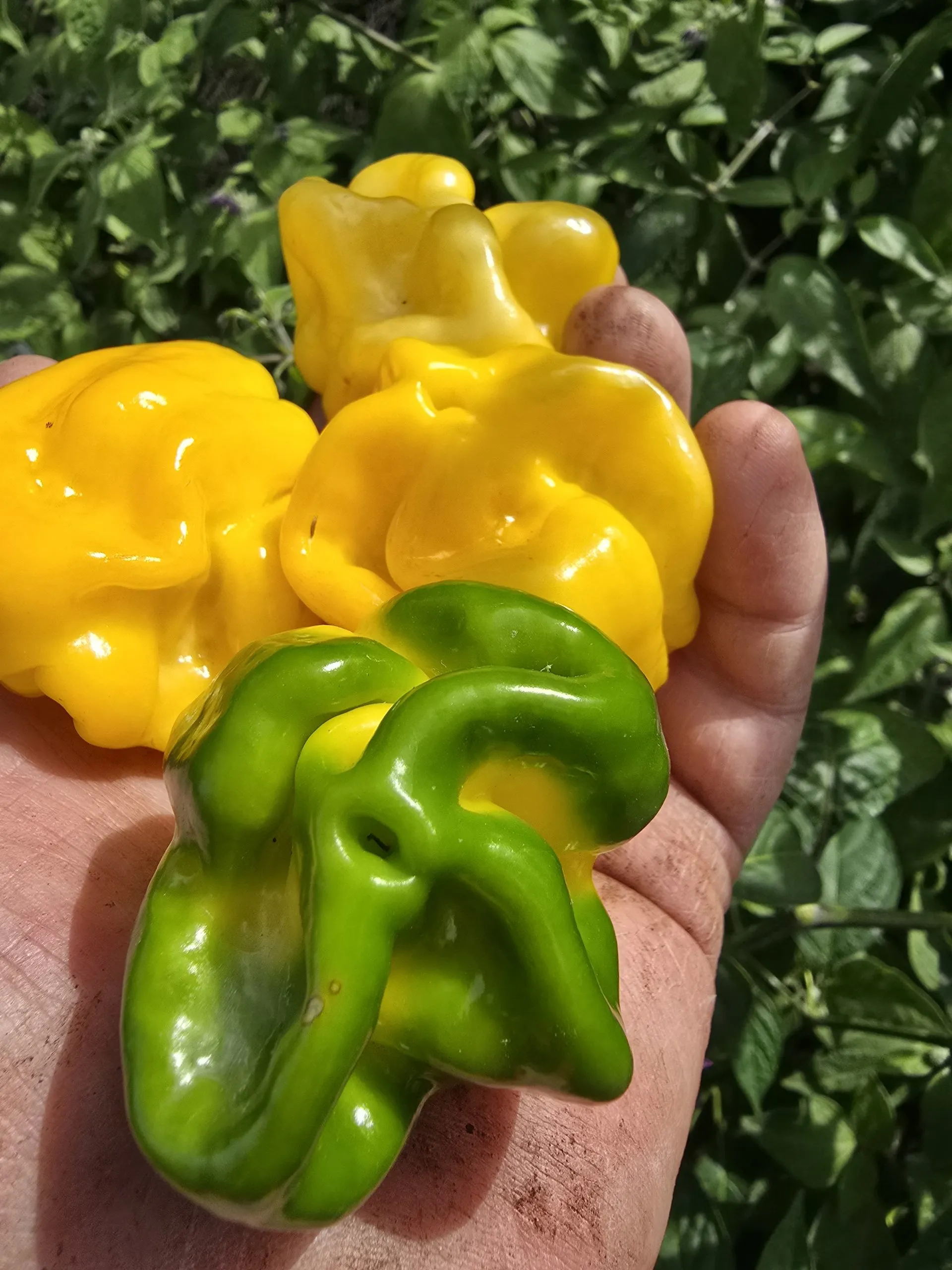 Giant Yellow Scorpion Chilli Seeds - Image 6