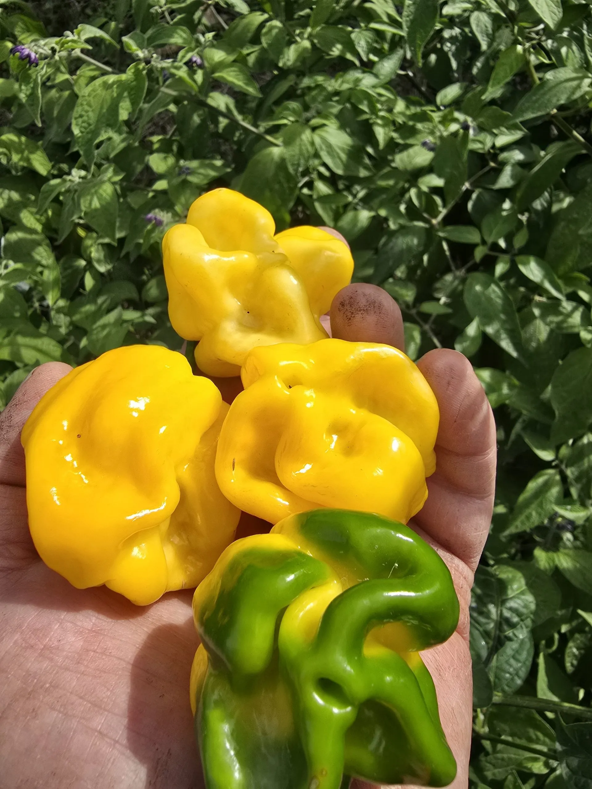 Giant Yellow Scorpion Chilli Seeds - Image 5