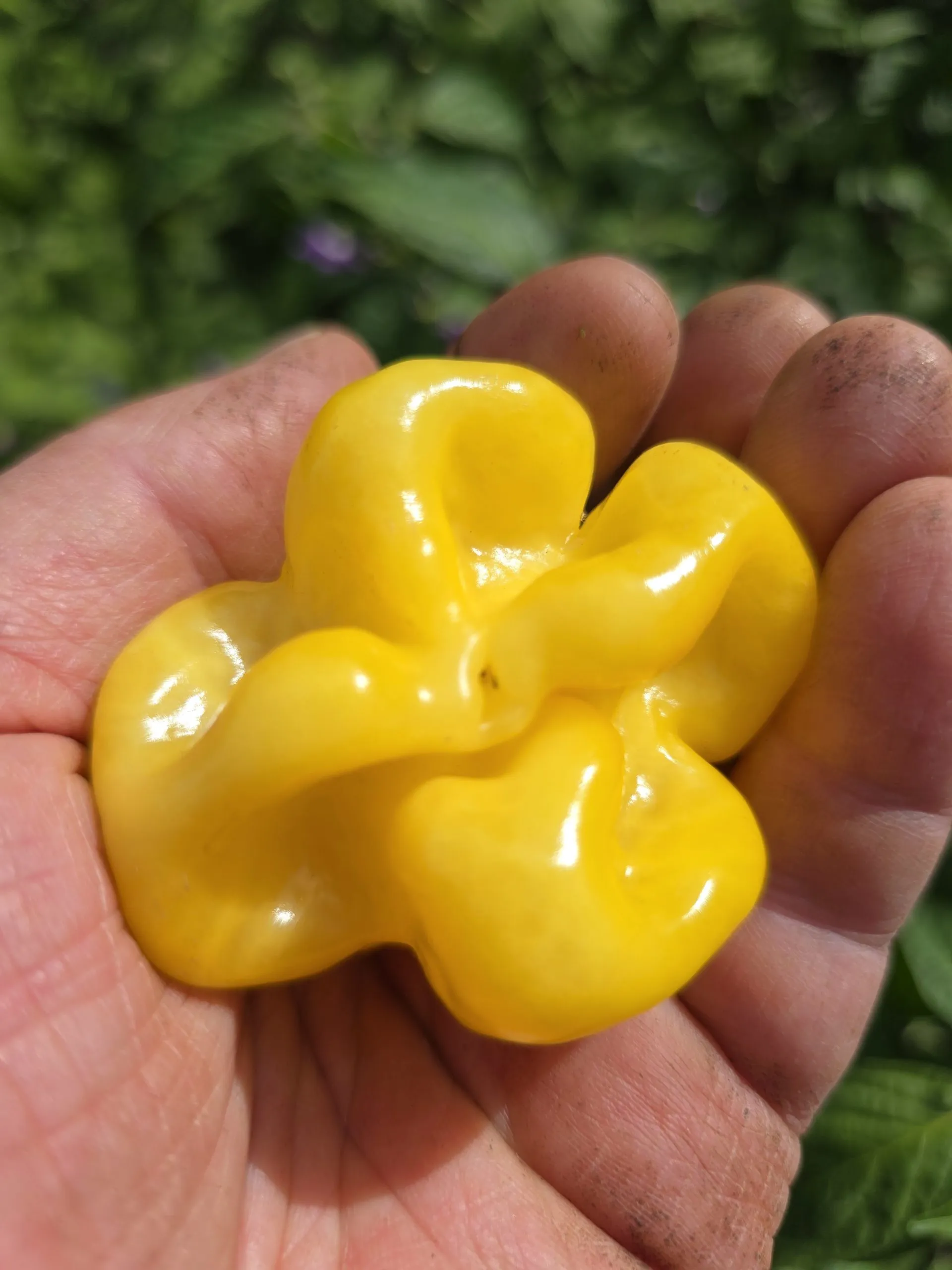 Giant Yellow Scorpion Chilli Seeds - Image 7