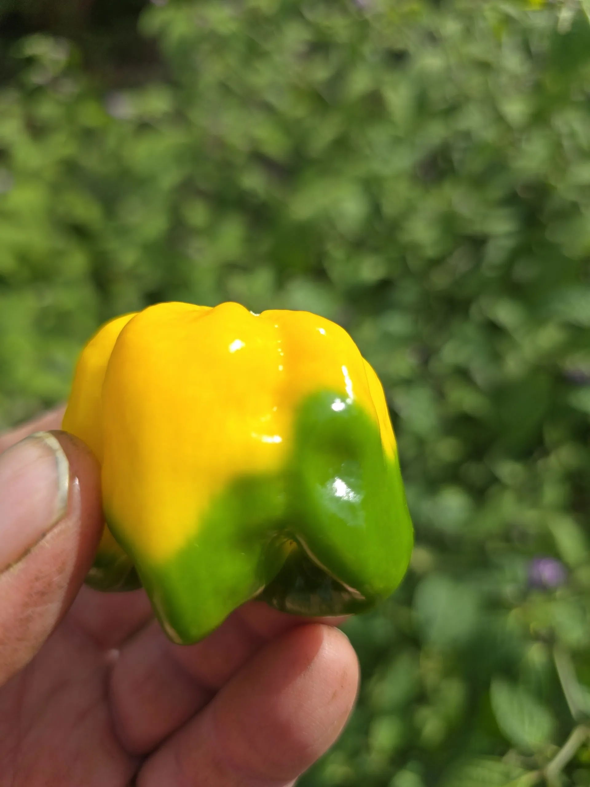 Giant Yellow Scorpion Chilli Seeds - Image 8