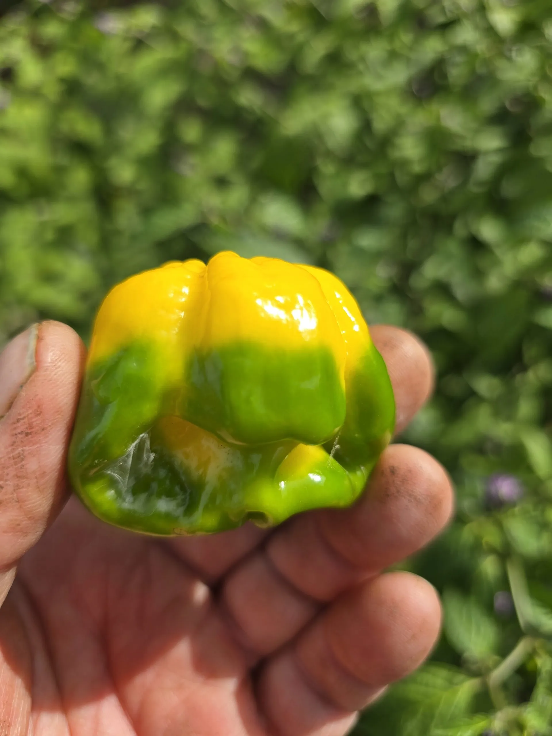 Giant Yellow Scorpion Chilli Seeds - Image 9