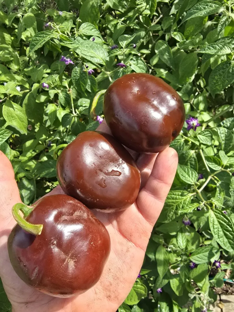 Giant Chocolate Rocoto Chilli Seeds - Image 3