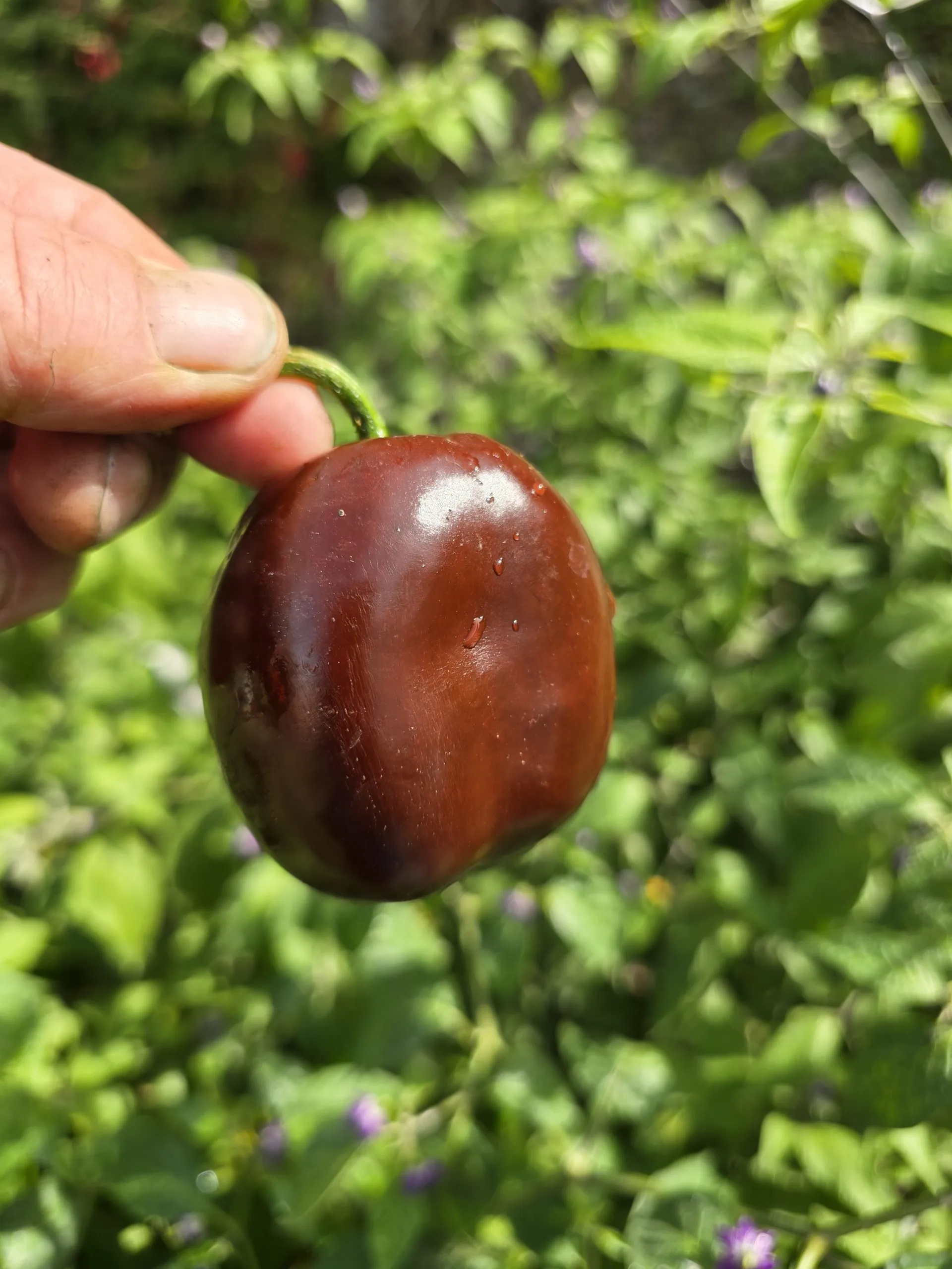 Giant Chocolate Rocoto Chilli Seeds - Image 2