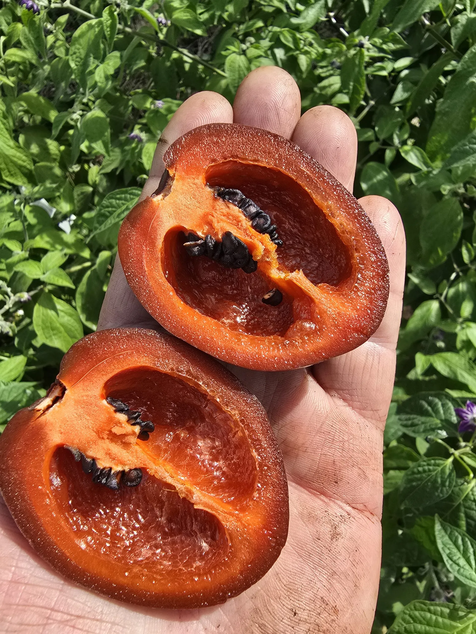 Giant Chocolate Rocoto Chilli Seeds - Image 7