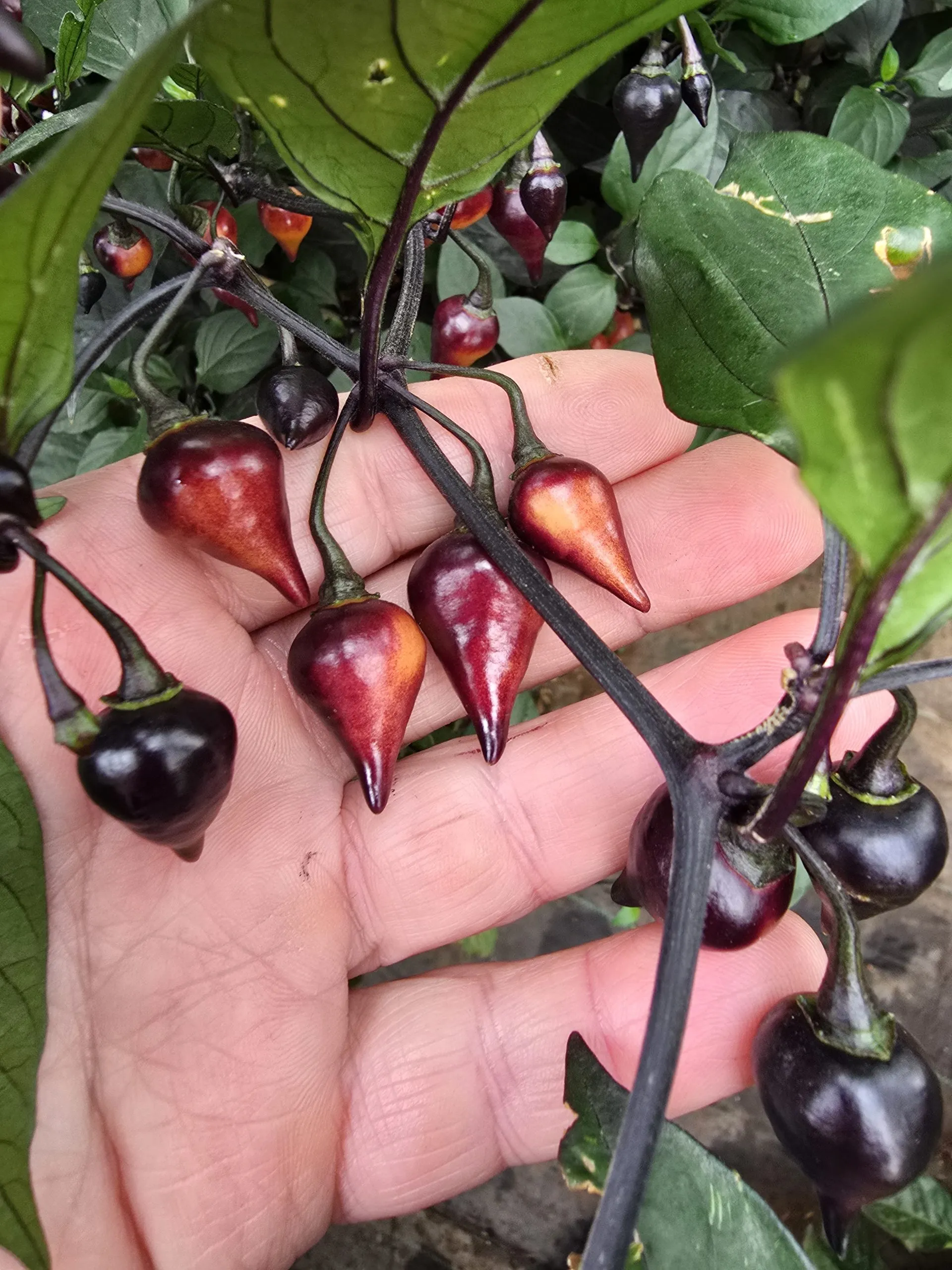 Black Biquinho Chilli Seeds - Image 8