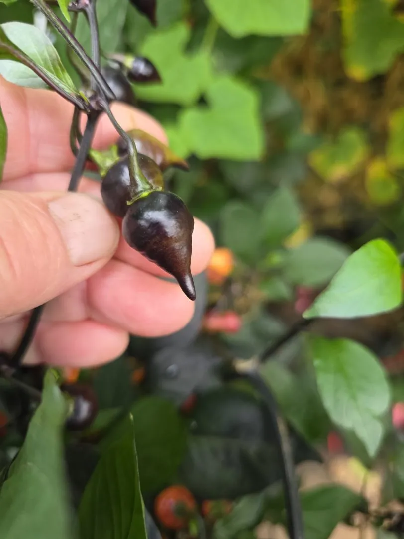 Black Biquinho Chilli Seeds - Image 9