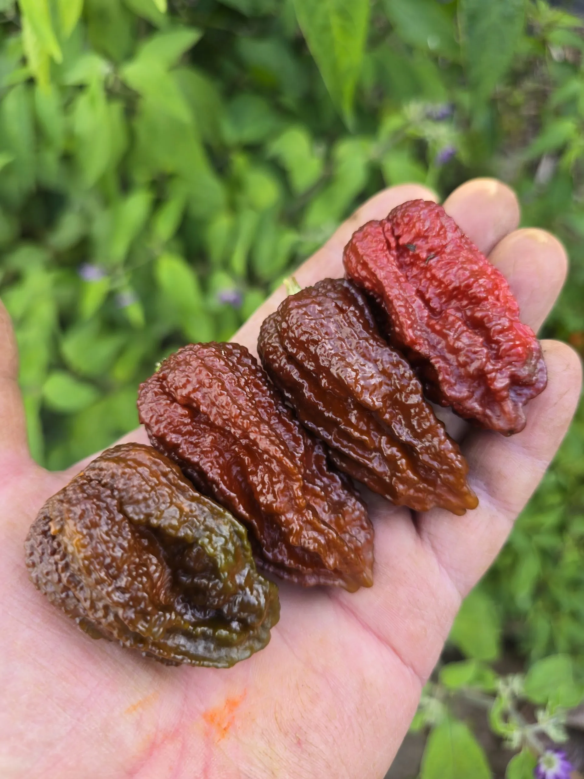 7 Pot Primo Chocolate Chilli Seeds - Image 5