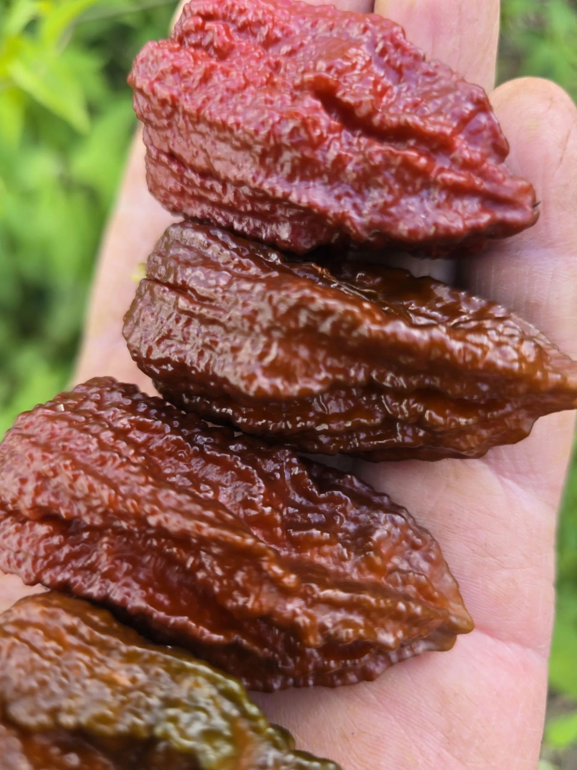 7 Pot Primo Chocolate Chilli Seeds - Image 4