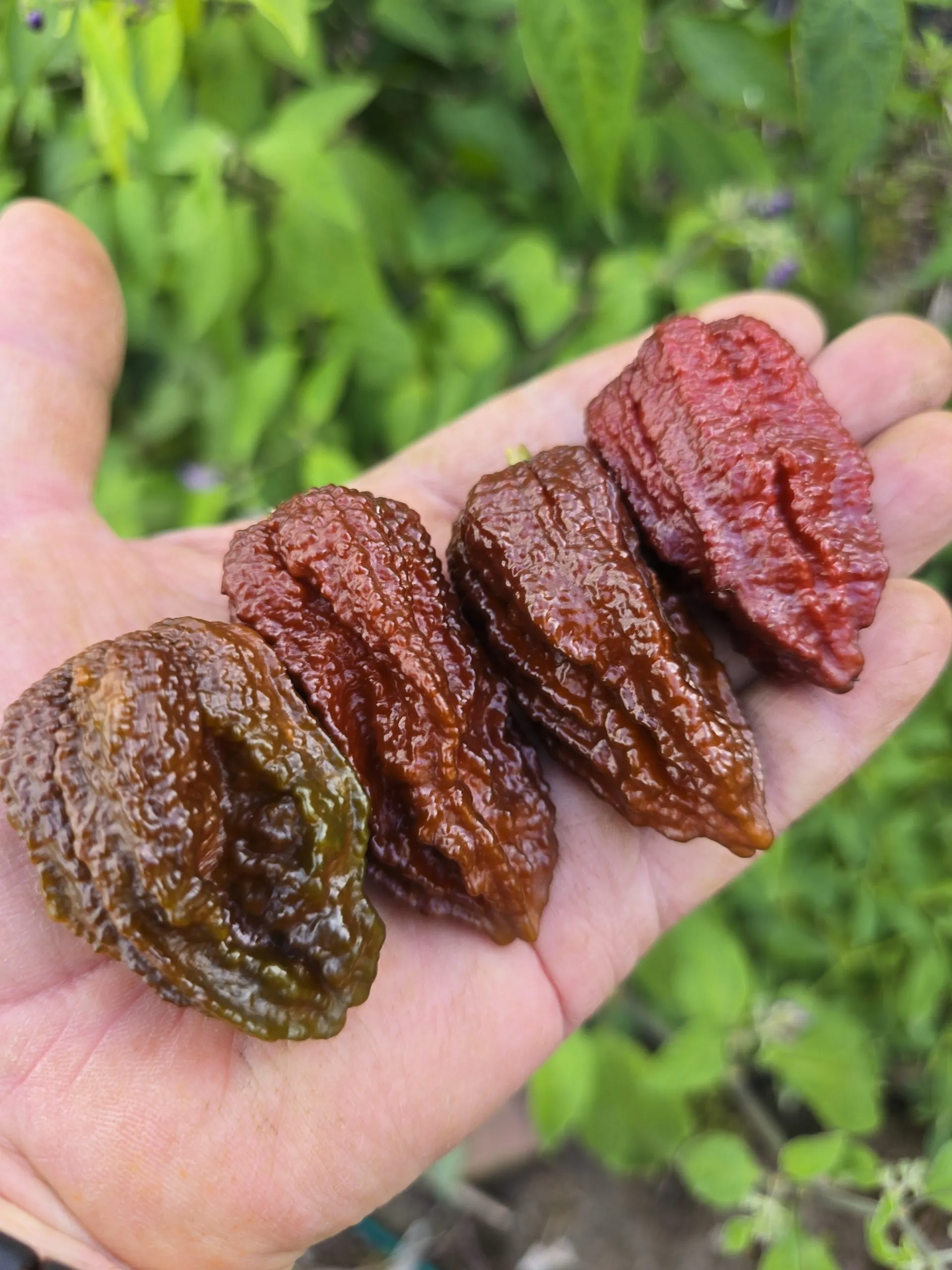 7 Pot Primo Chocolate Chilli Seeds - Image 6