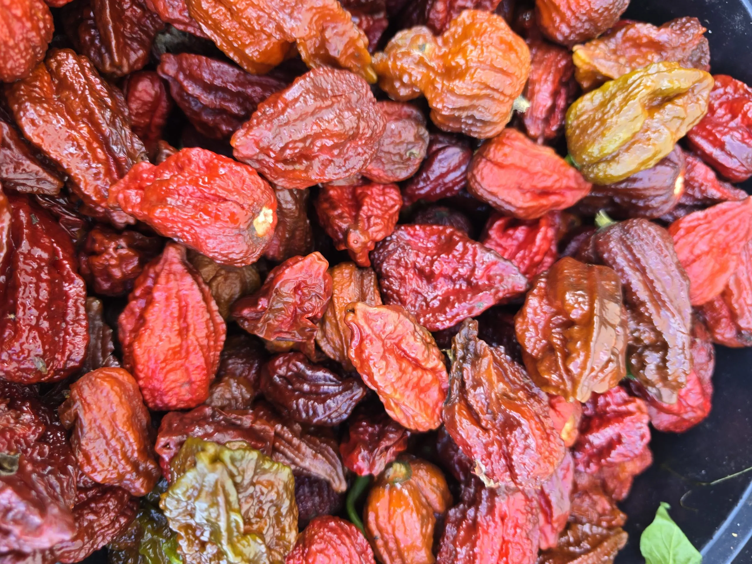 7 Pot Primo Chocolate Chilli Seeds - Image 3