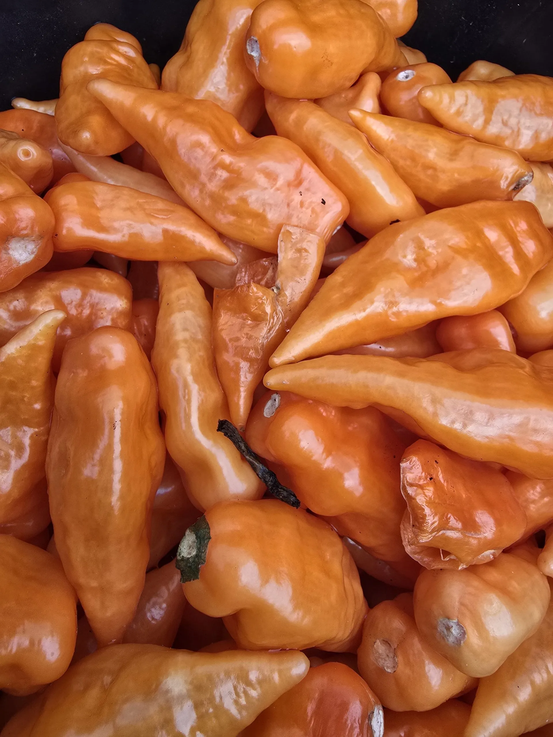 Habanada Chilli Seeds - Image 6