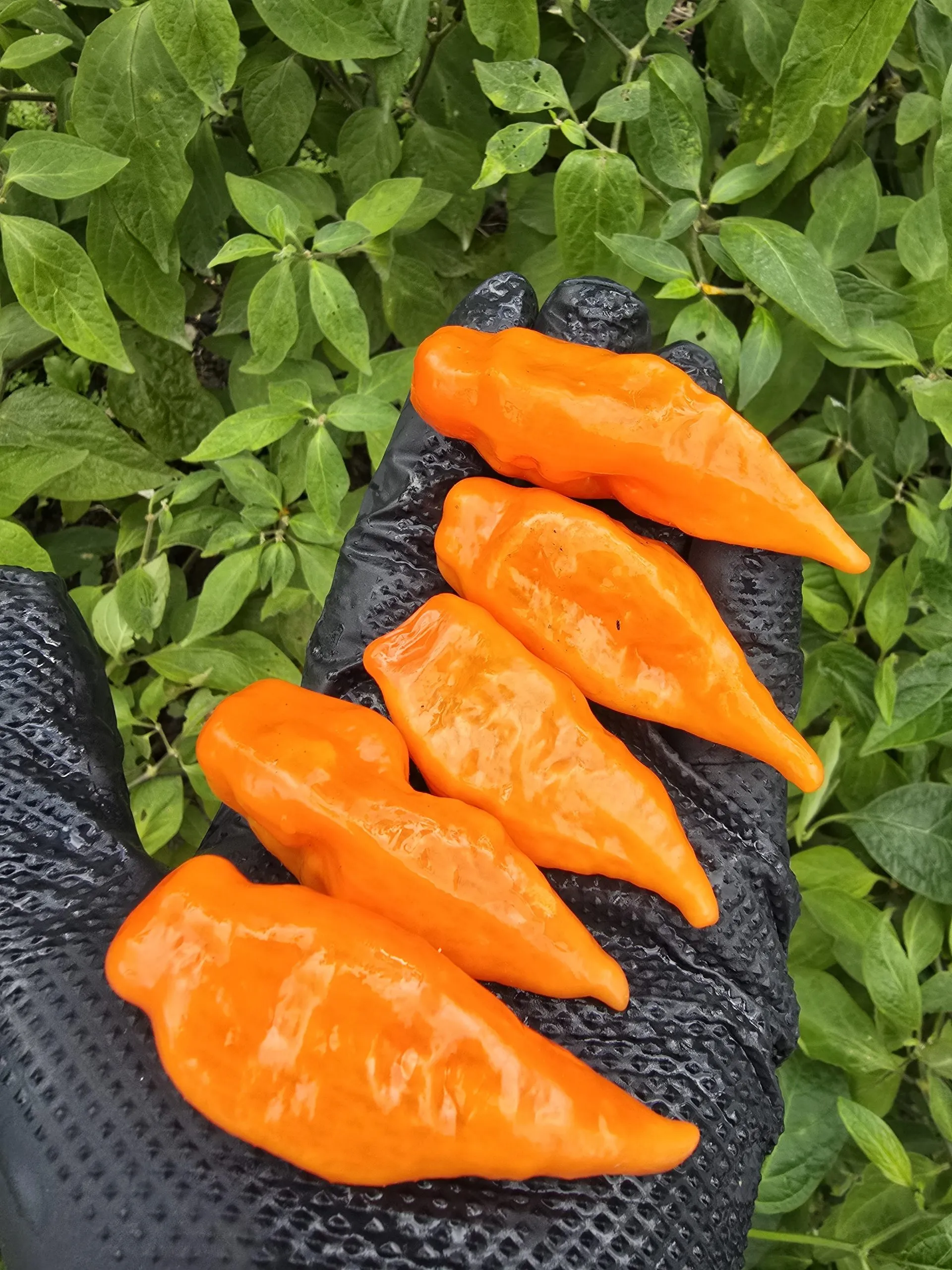 Habanada Chilli Seeds - Image 7