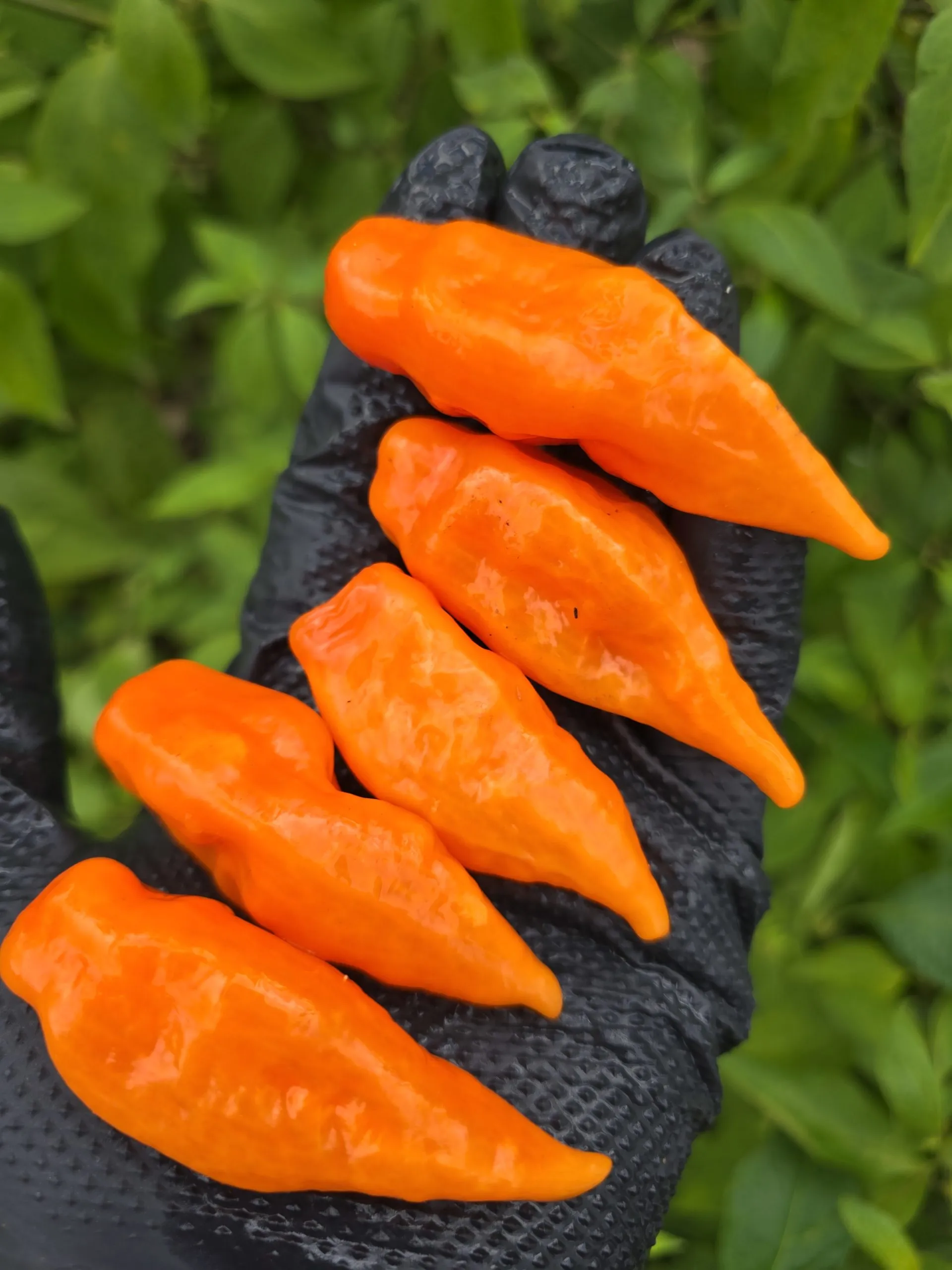 Habanada Chilli Seeds - Image 8
