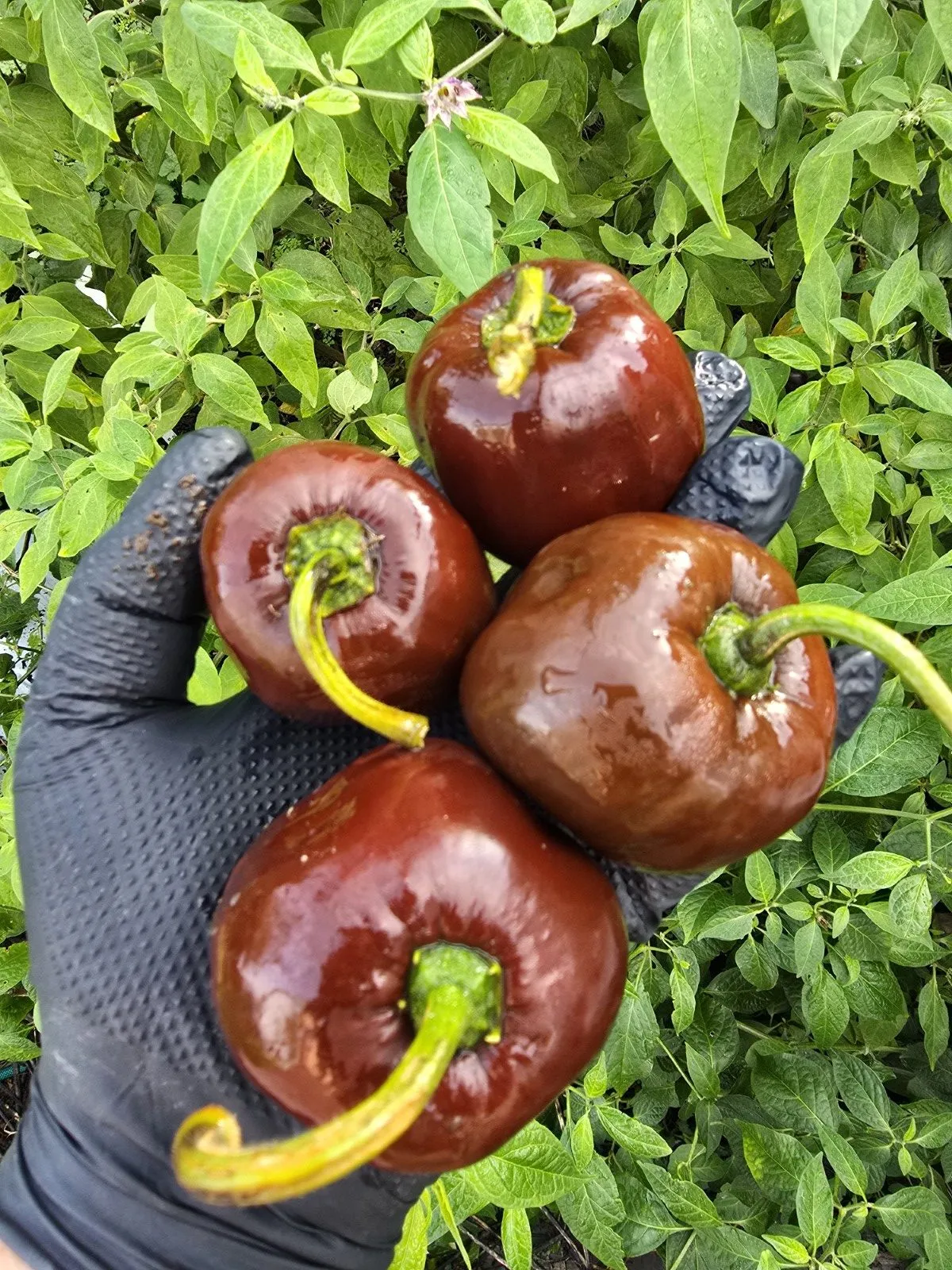 Giant Chocolate Rocoto Chilli Seeds - Image 8