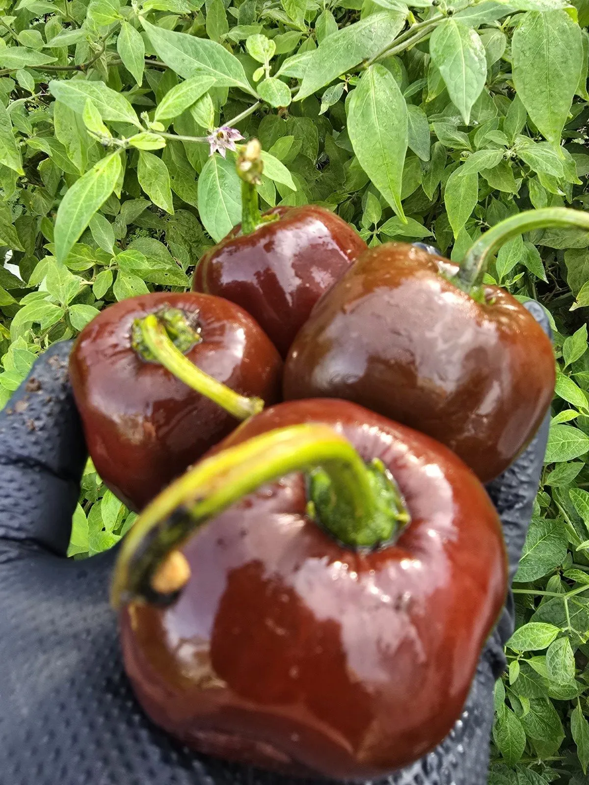 Giant Chocolate Rocoto Chilli Seeds - Image 4