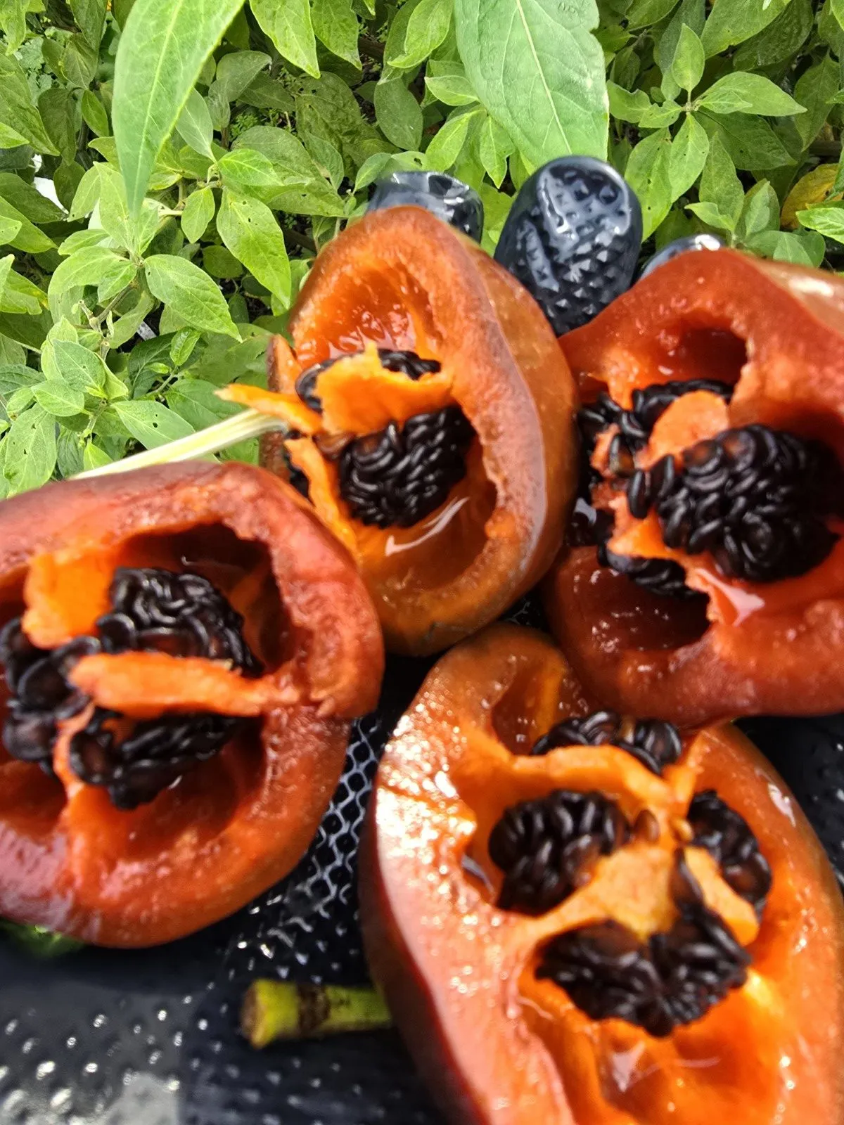 Giant Chocolate Rocoto Chilli Seeds - Image 3