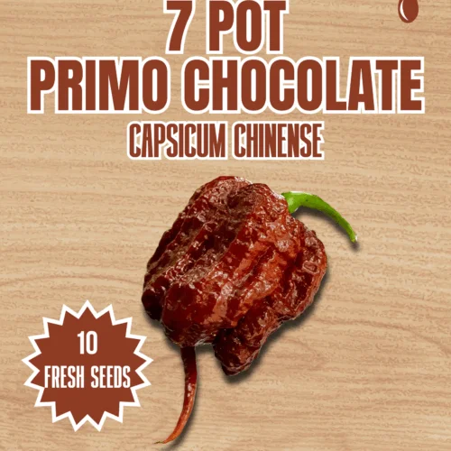 7 Pot Primo Chocolate Chilli Seeds